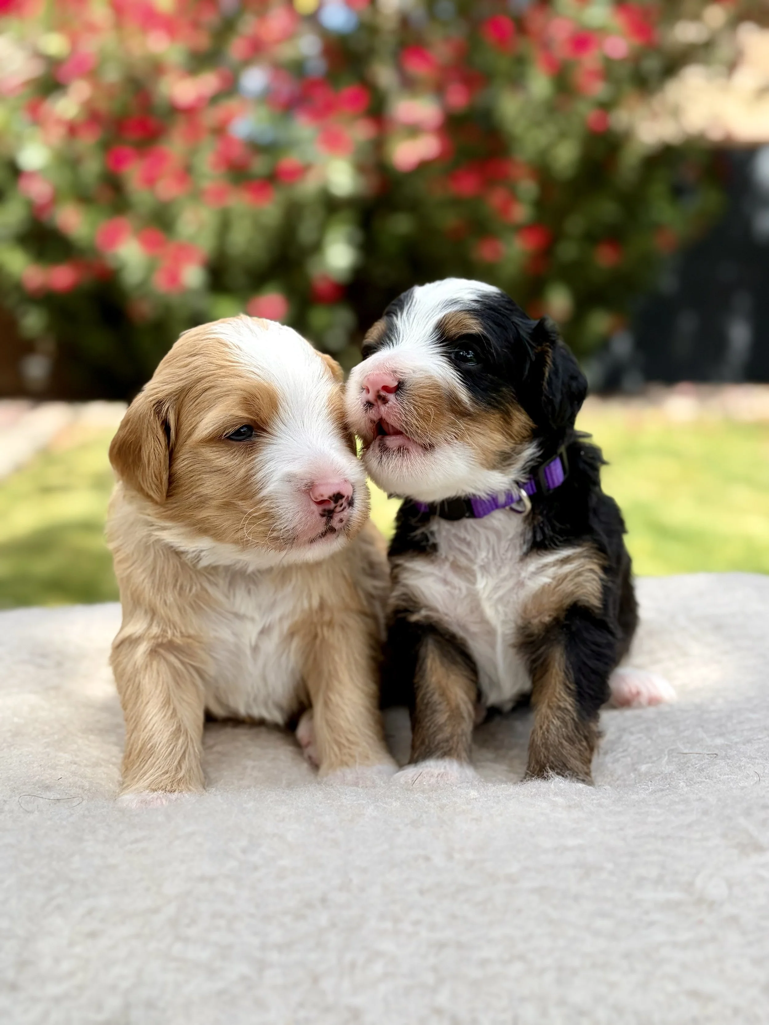 Arizona bernedoodles
