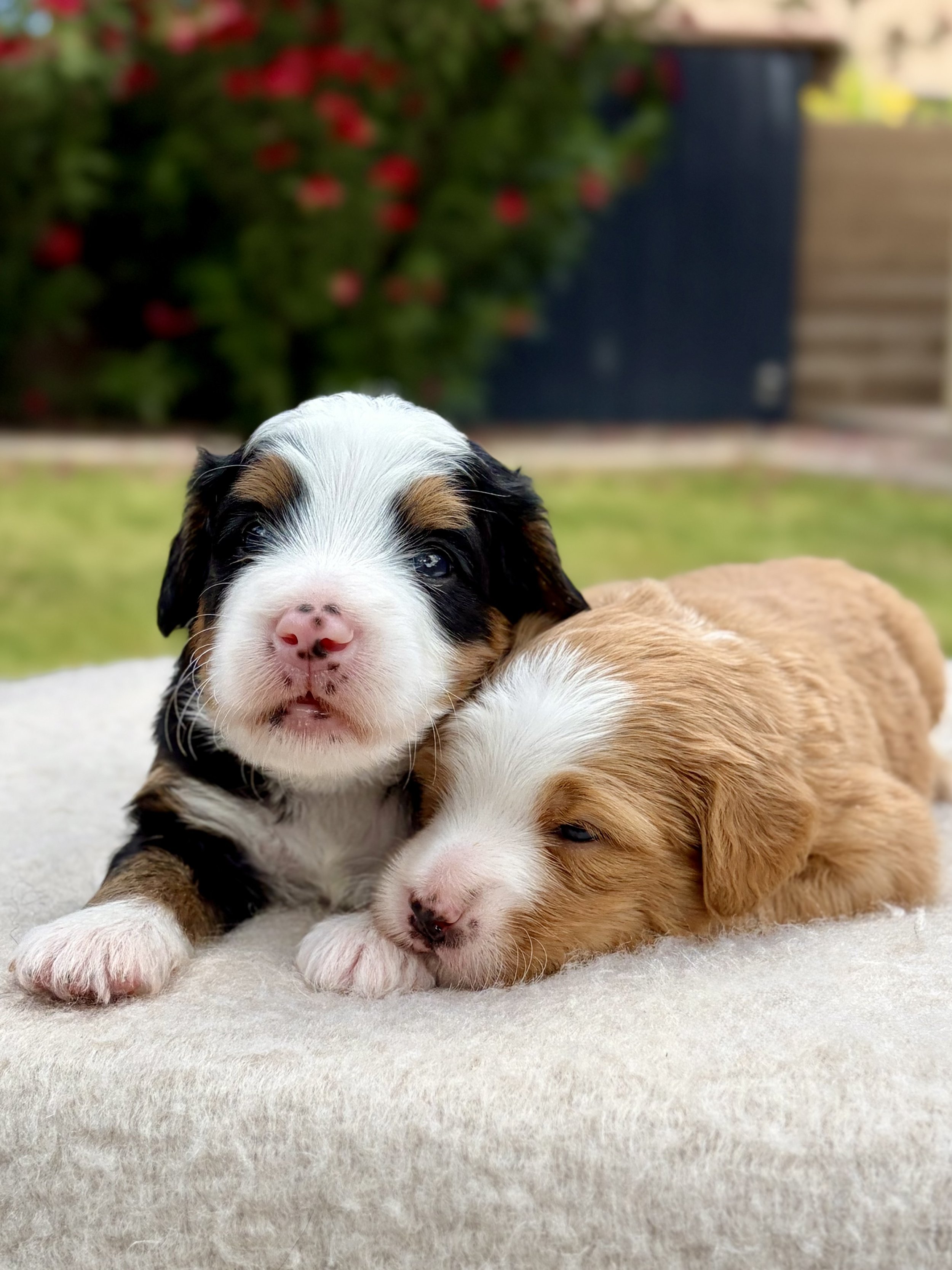 bernedoodle breeder in arizona