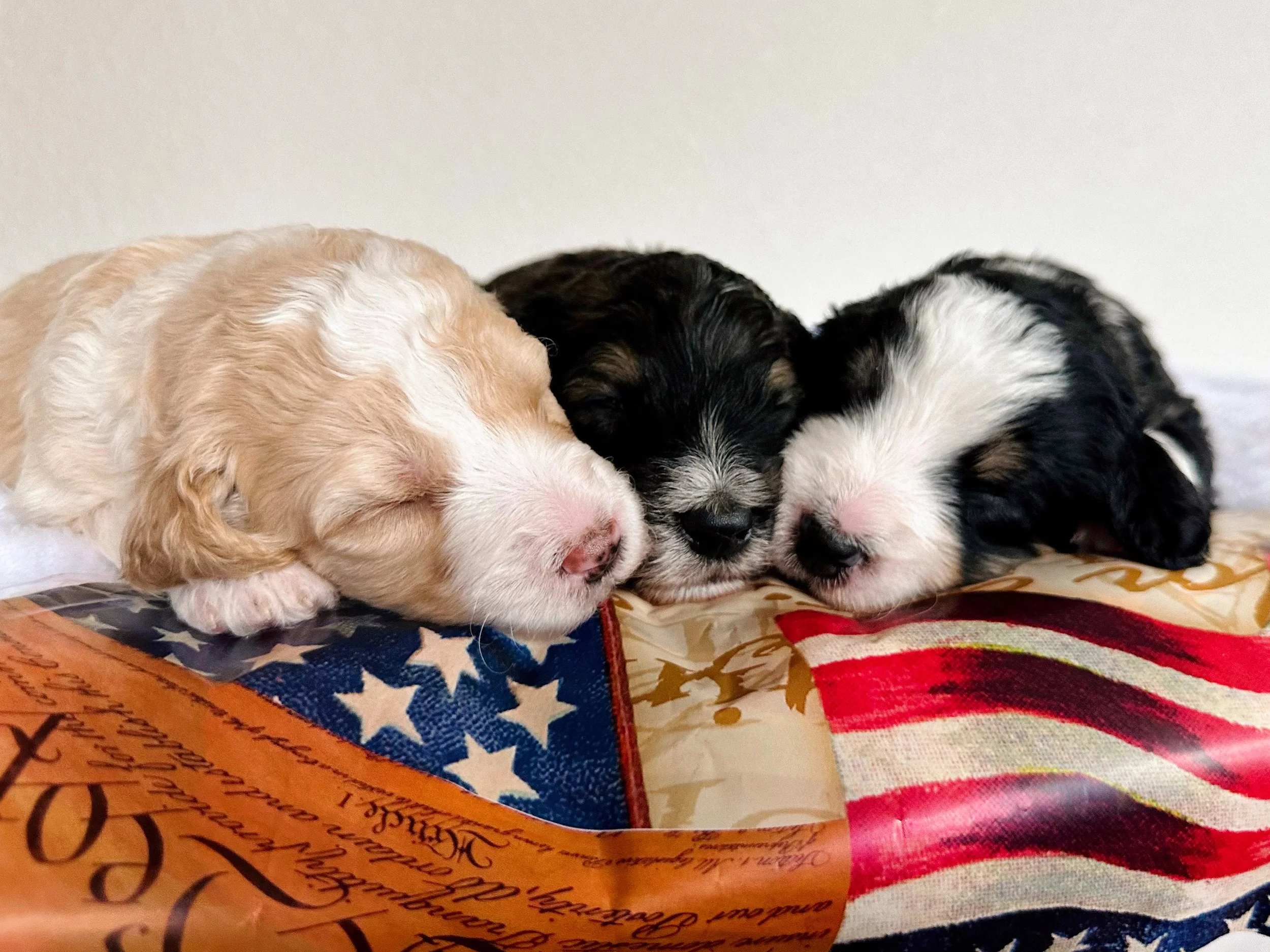 Bernedoodle puppies for sale in Arizona