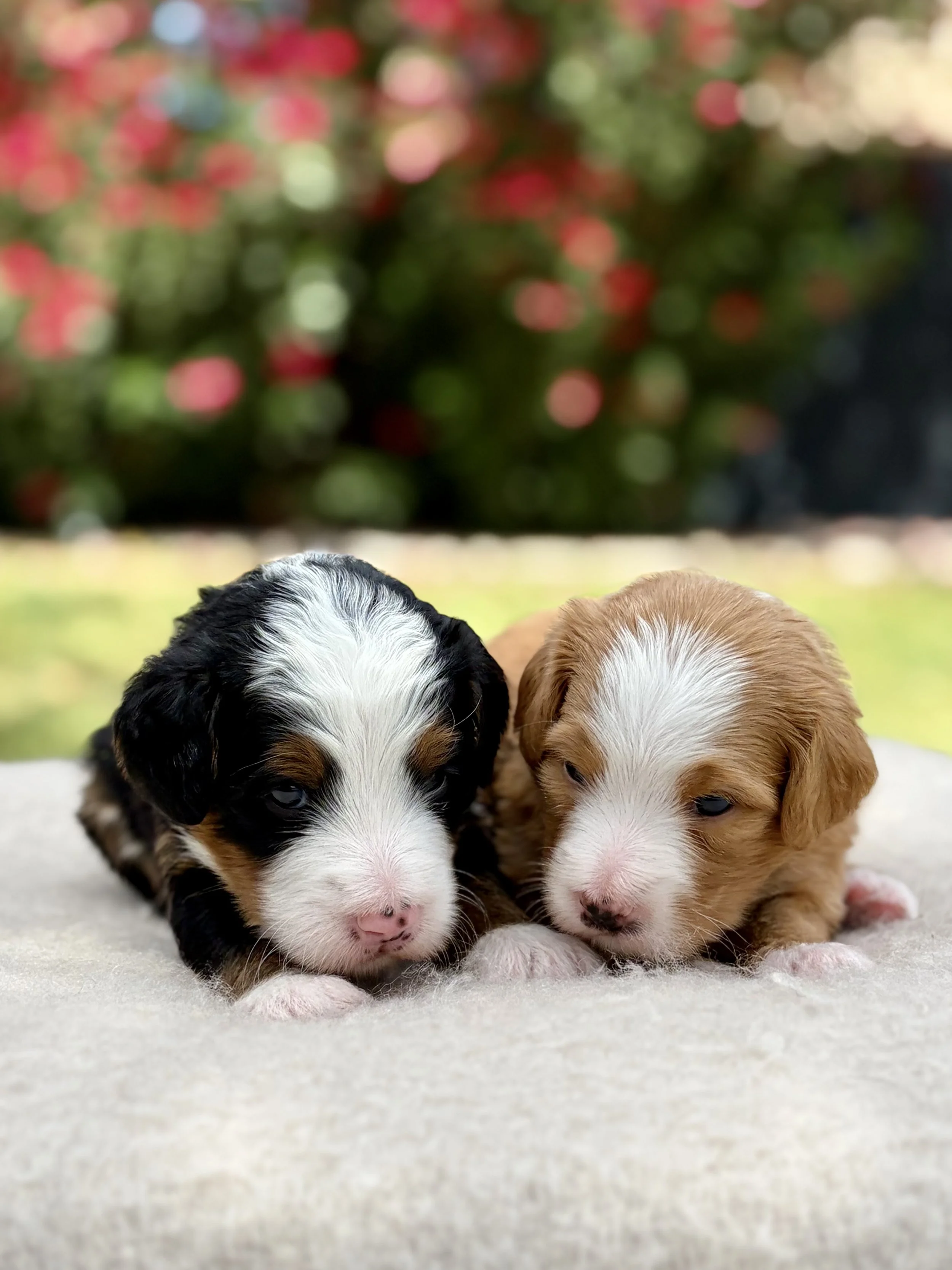 bernedoodle breeder in arizona