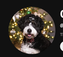 Bernedoodle puppies for sale in Arizona