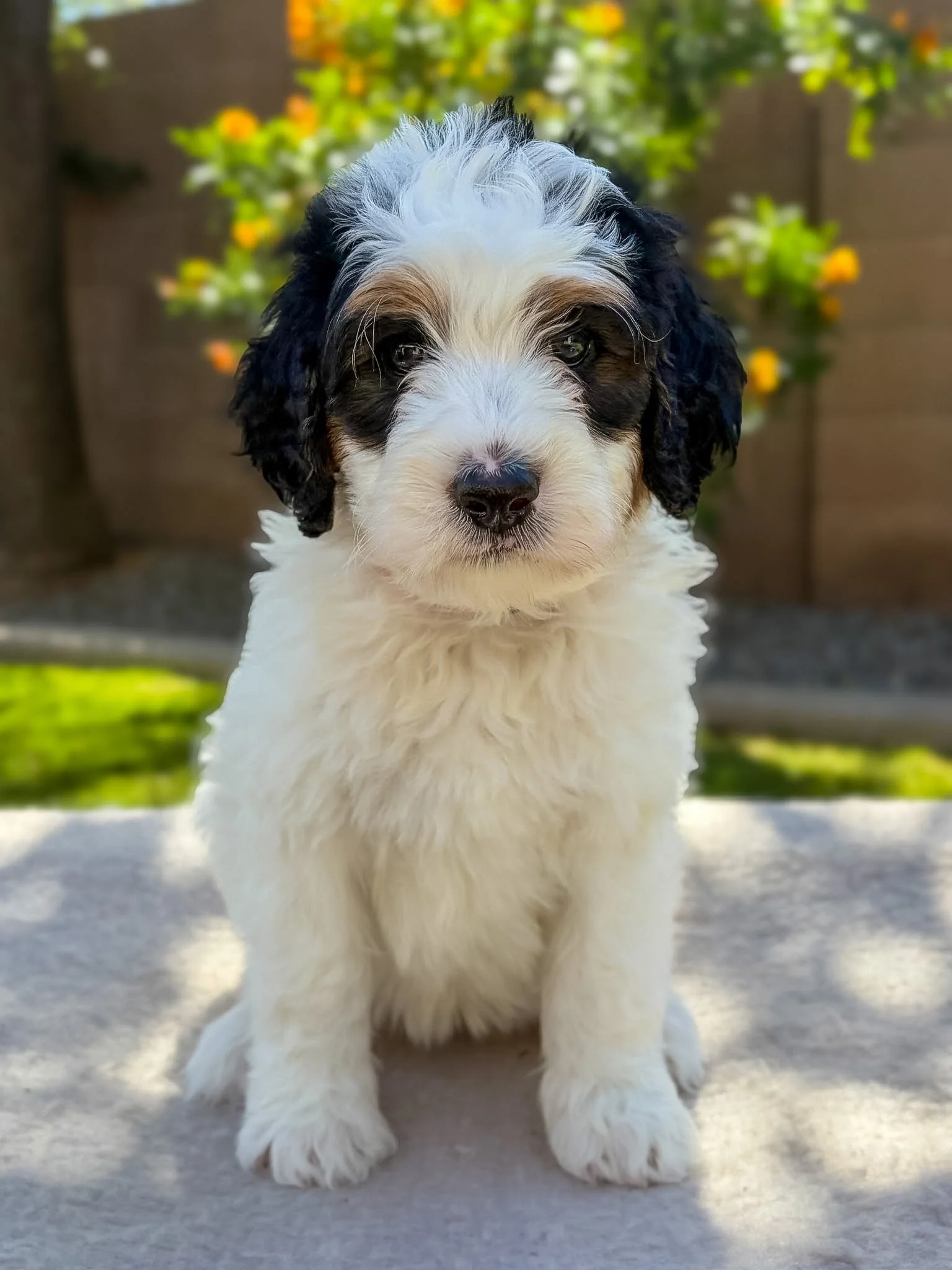tricolor bernedoodle puppies arizona