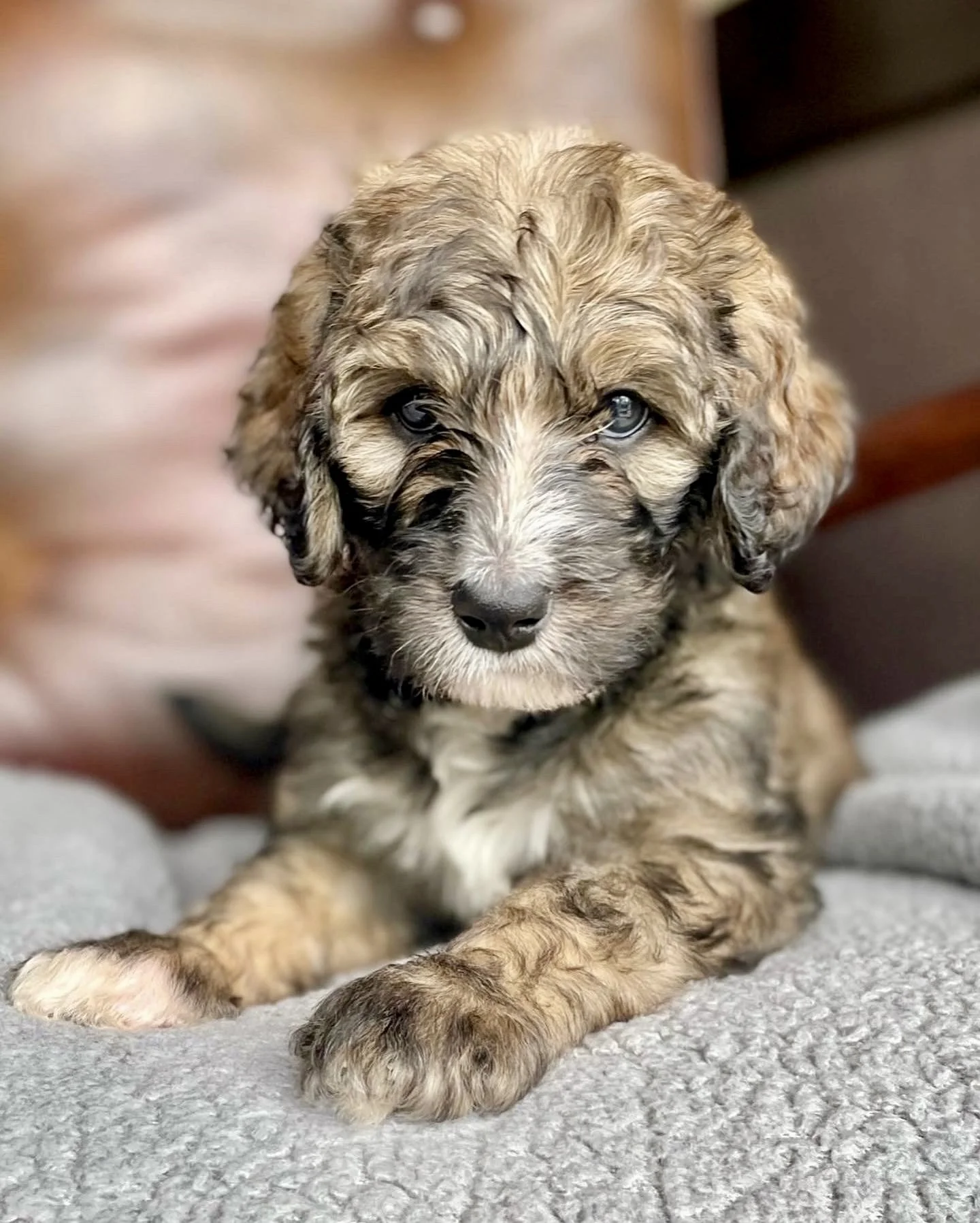 Bernedoodle puppies for sale in Arizona