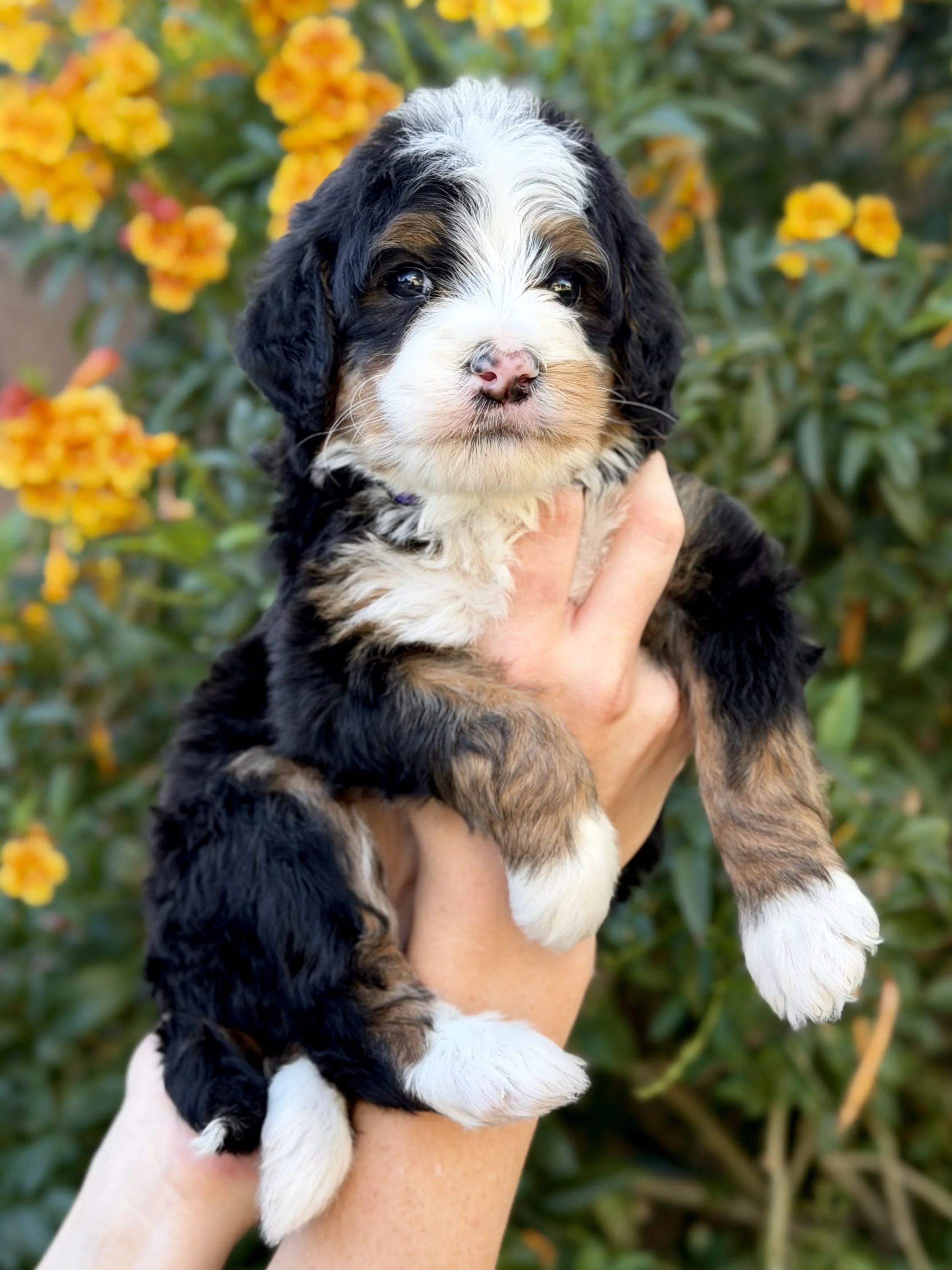 bernedoodle puppies in az 40.jpeg