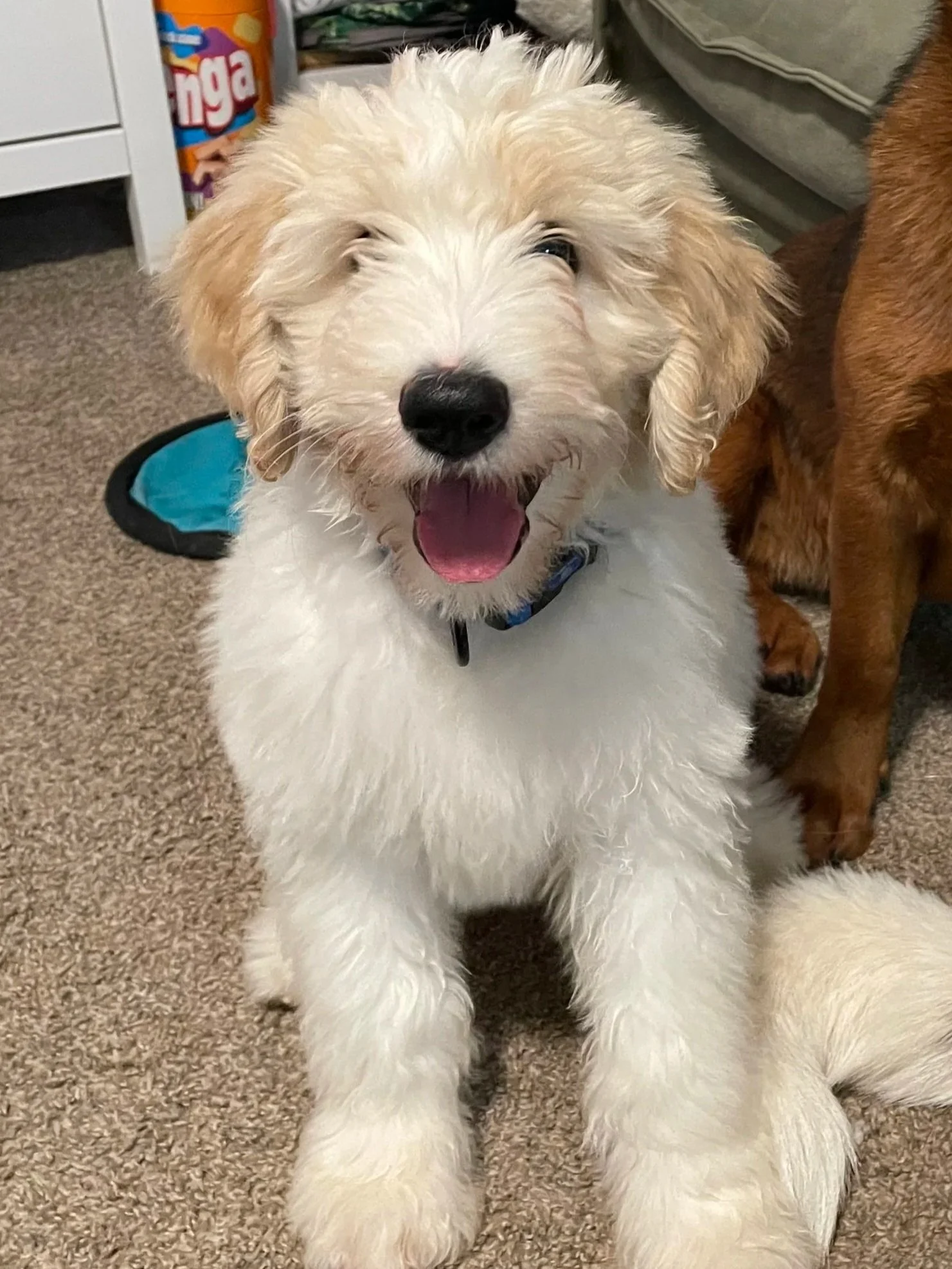 Bernedoodle puppies for sale Arizona