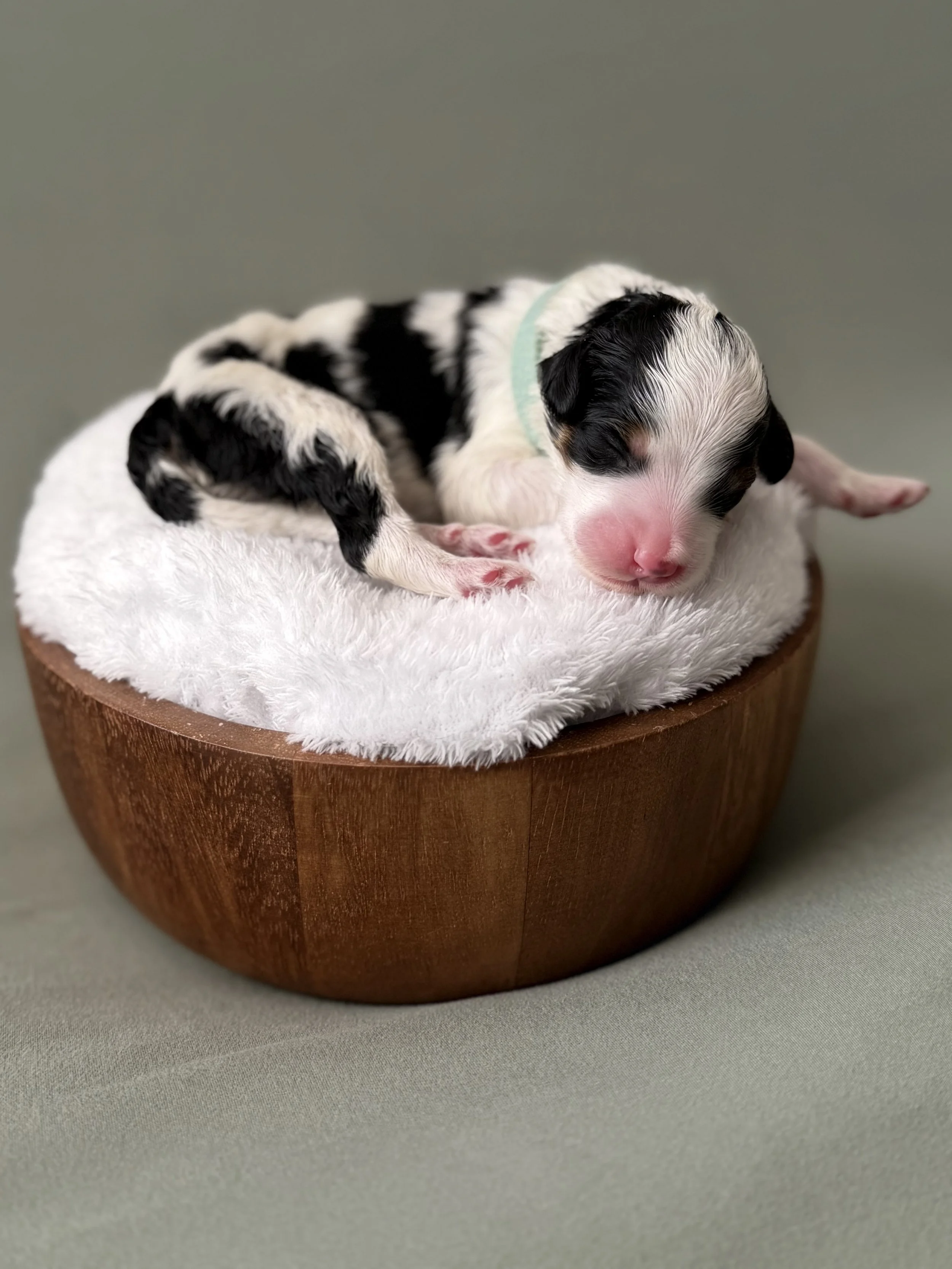bernedoodle puppies Arizona breeder