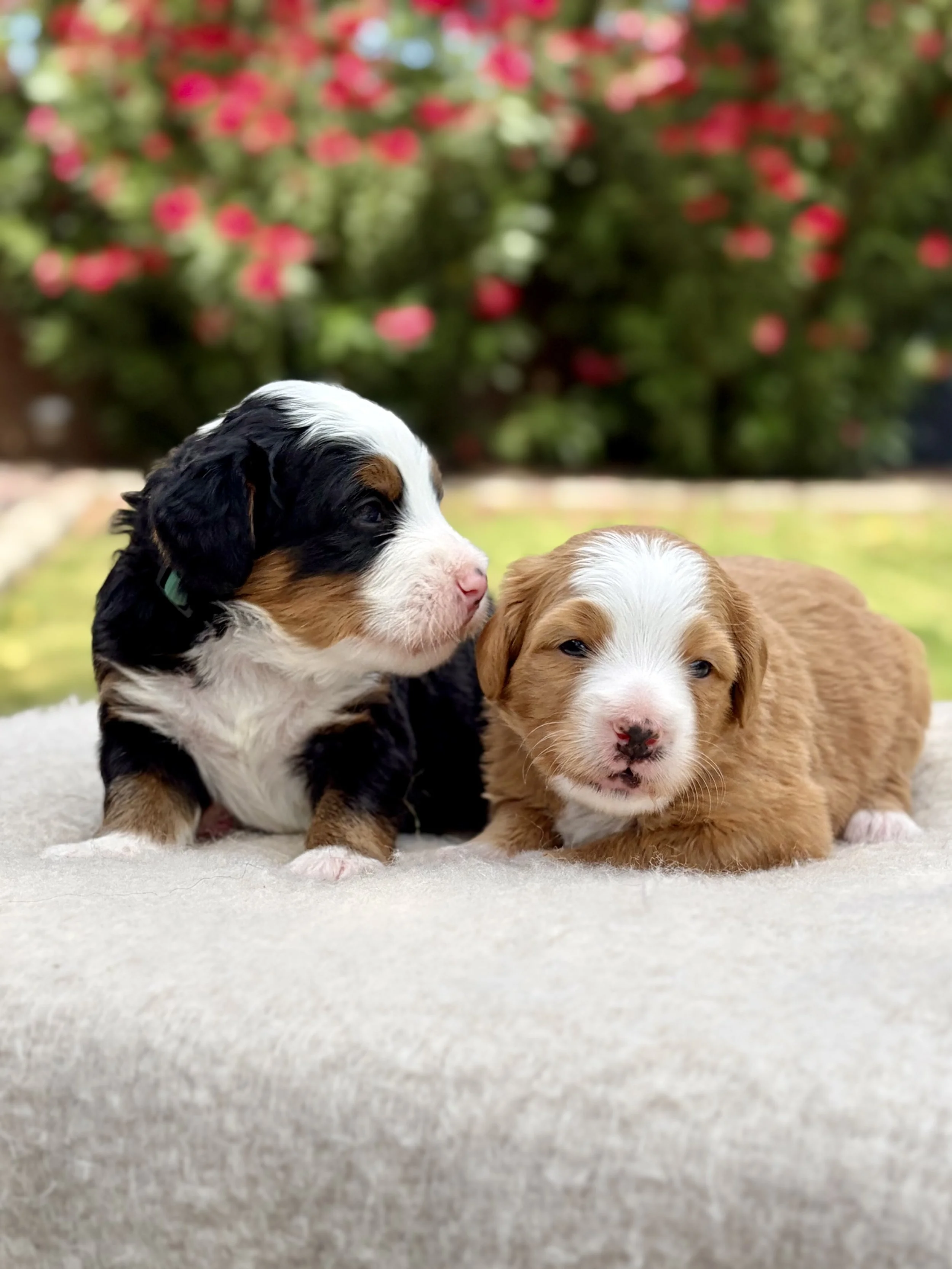 bernedoodle breeder in arizona