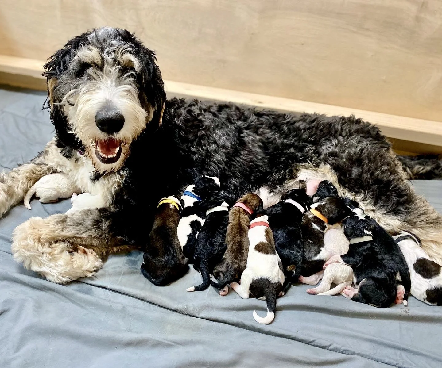 Bernedoodle puppies for sale Arizona