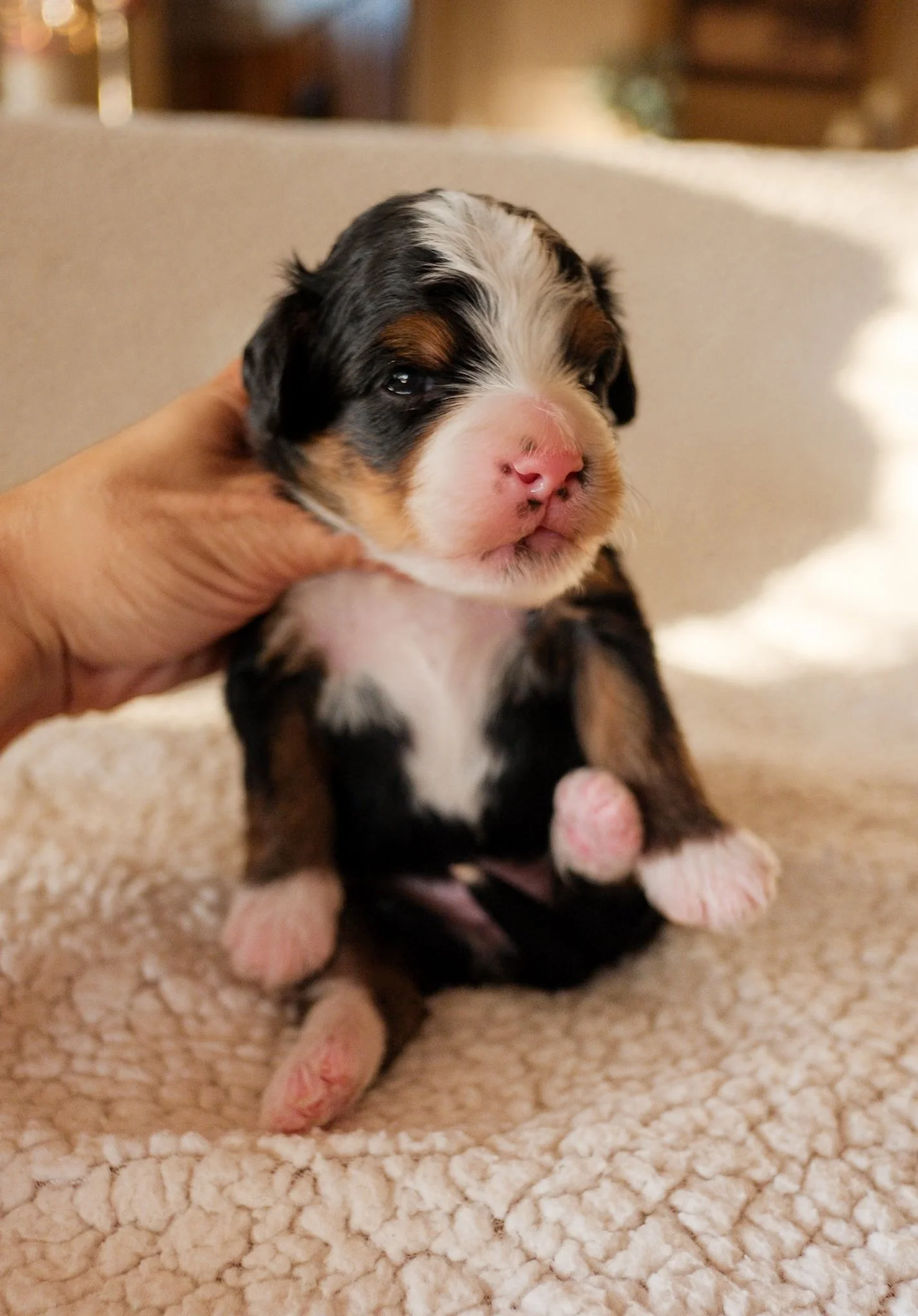 bernedoodle puppy arizona