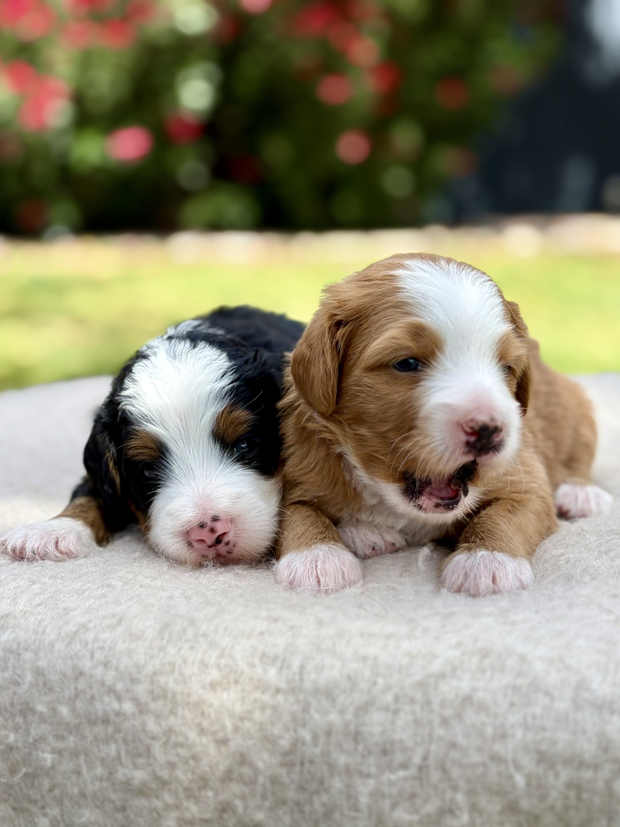 bernedoodle breeder in arizona