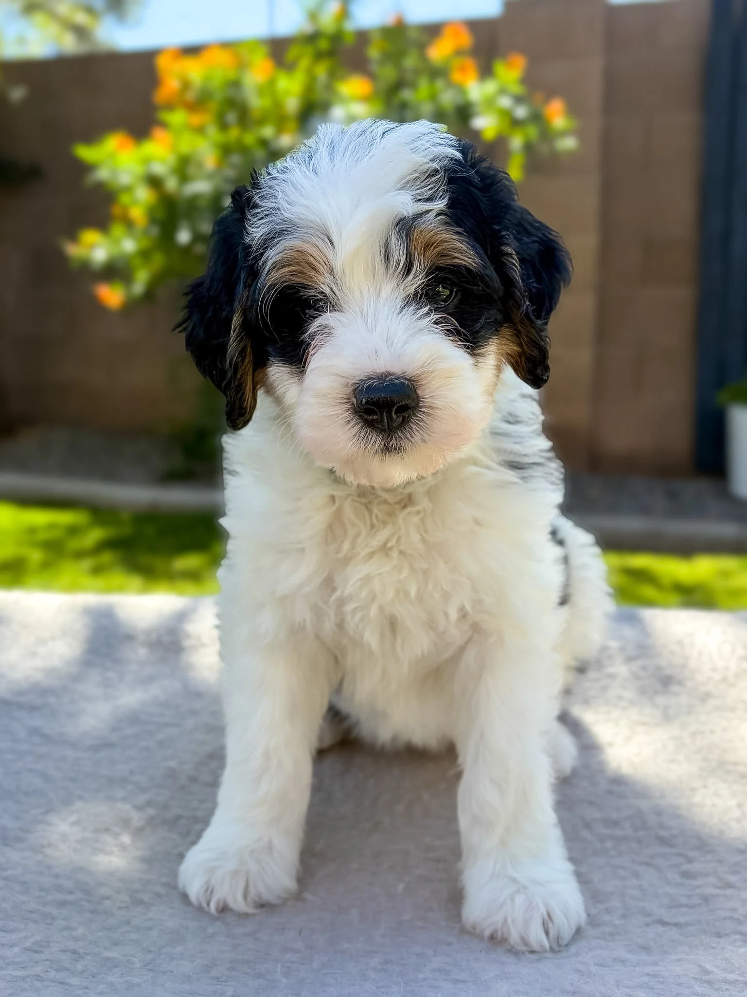 bernedoodle puppies Arizona breeder