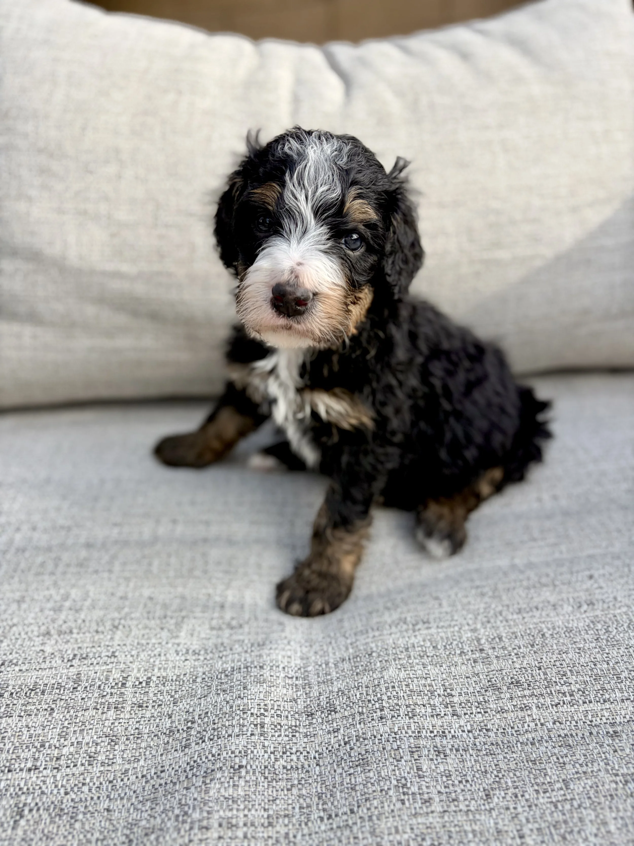 doodle puppies in arizona