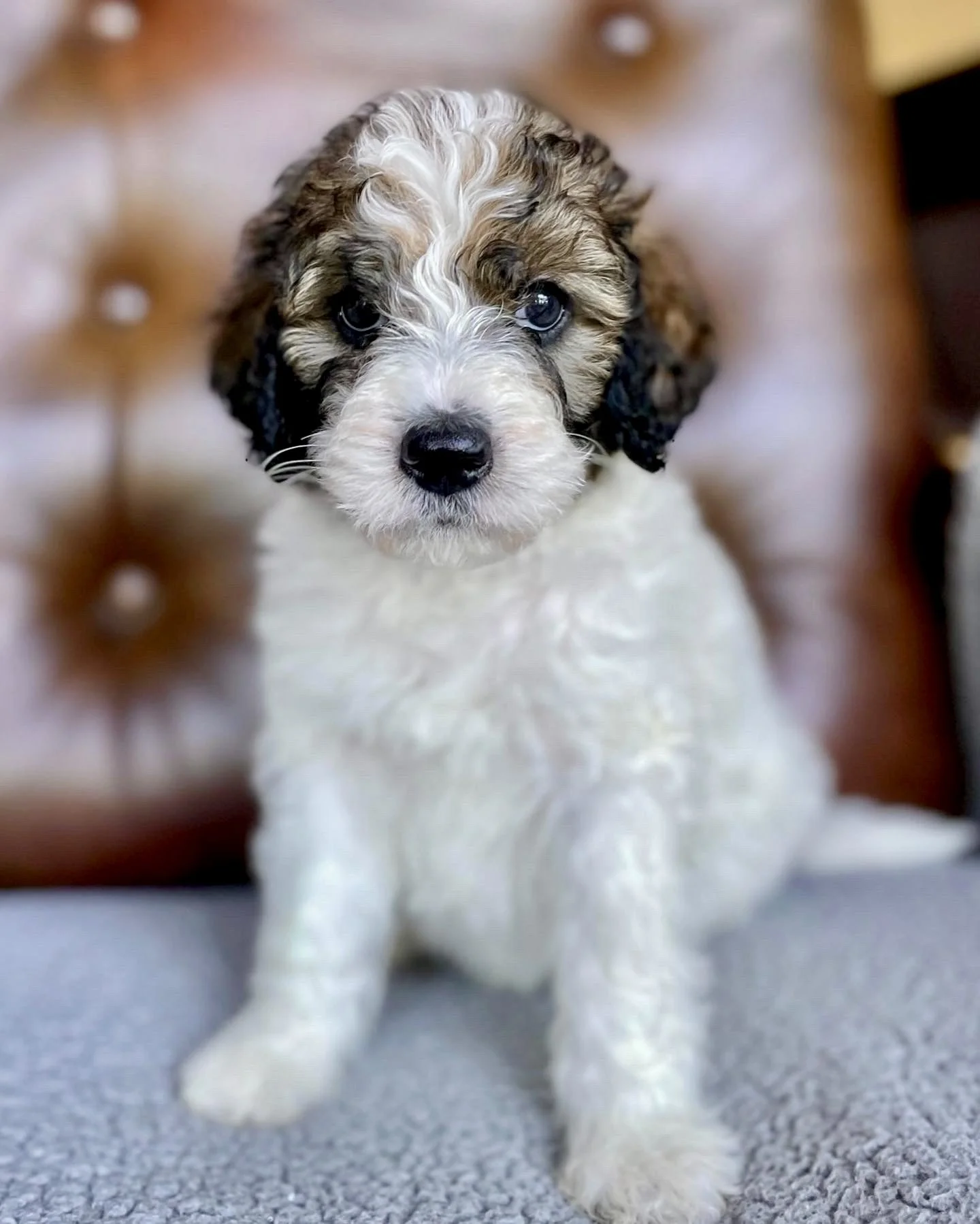 Bernedoodle puppies for sale in Arizona
