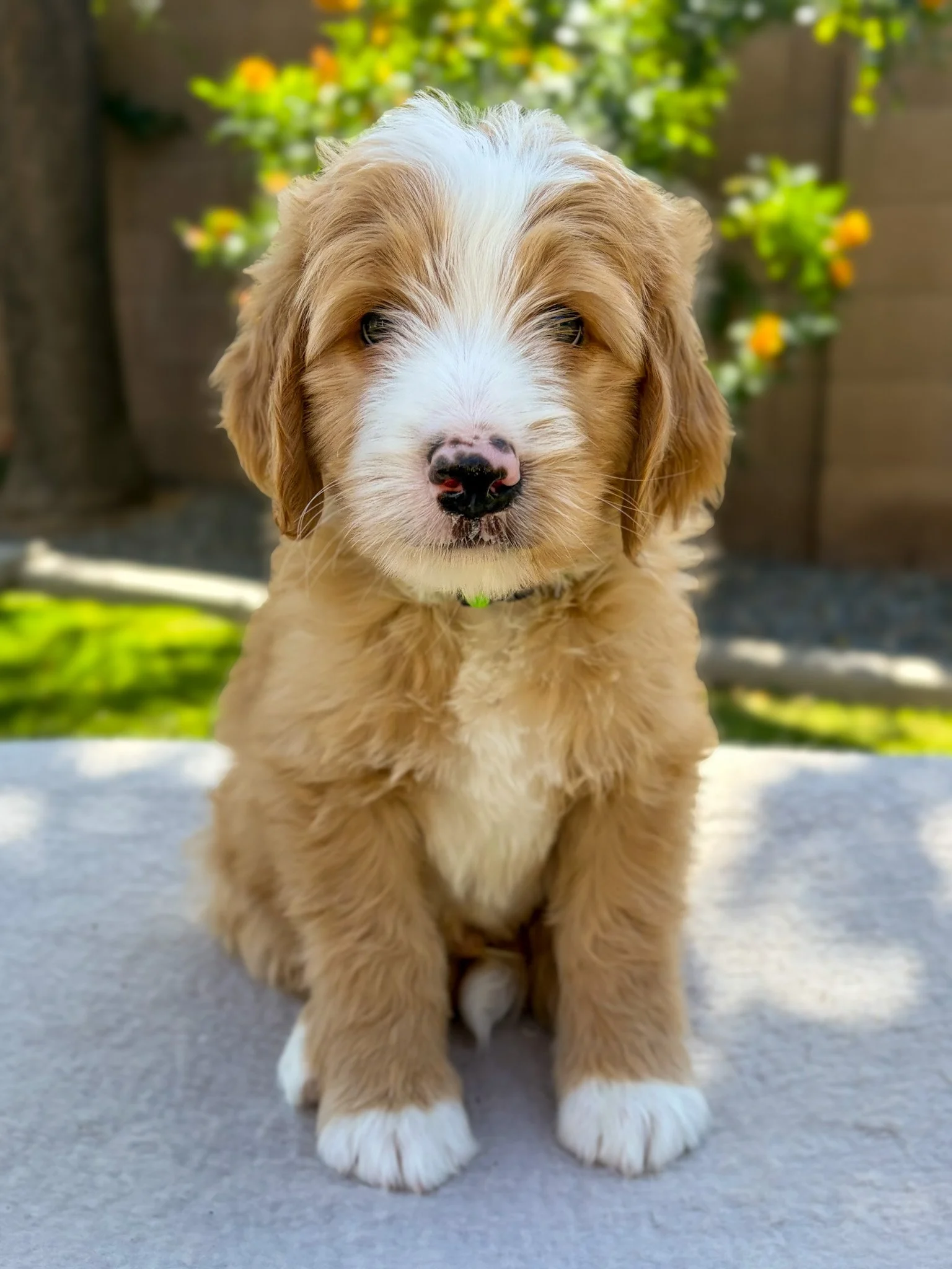 bernedoodle puppies Arizona breeder