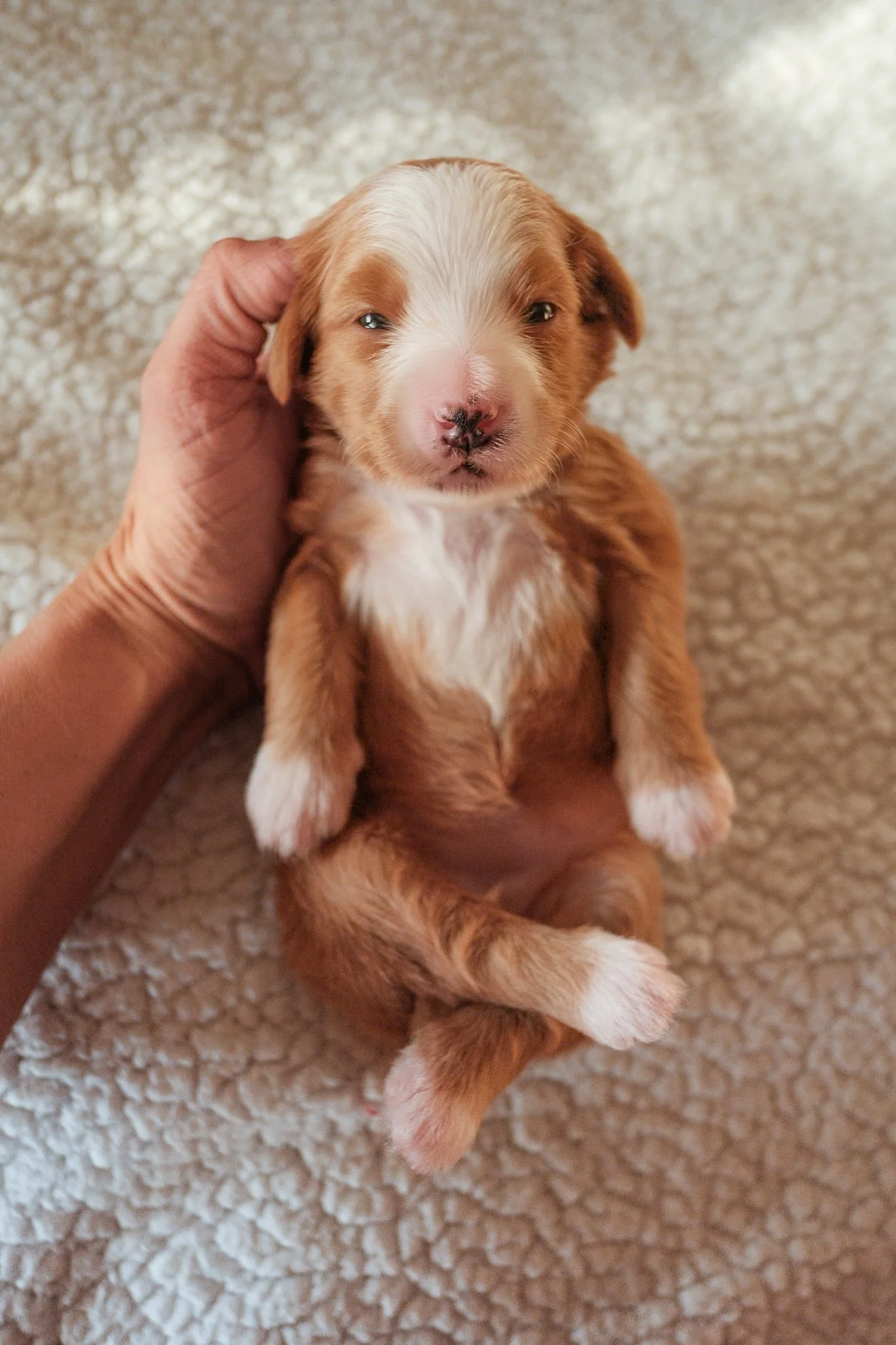 bernedoodle puppies for sale in arizona