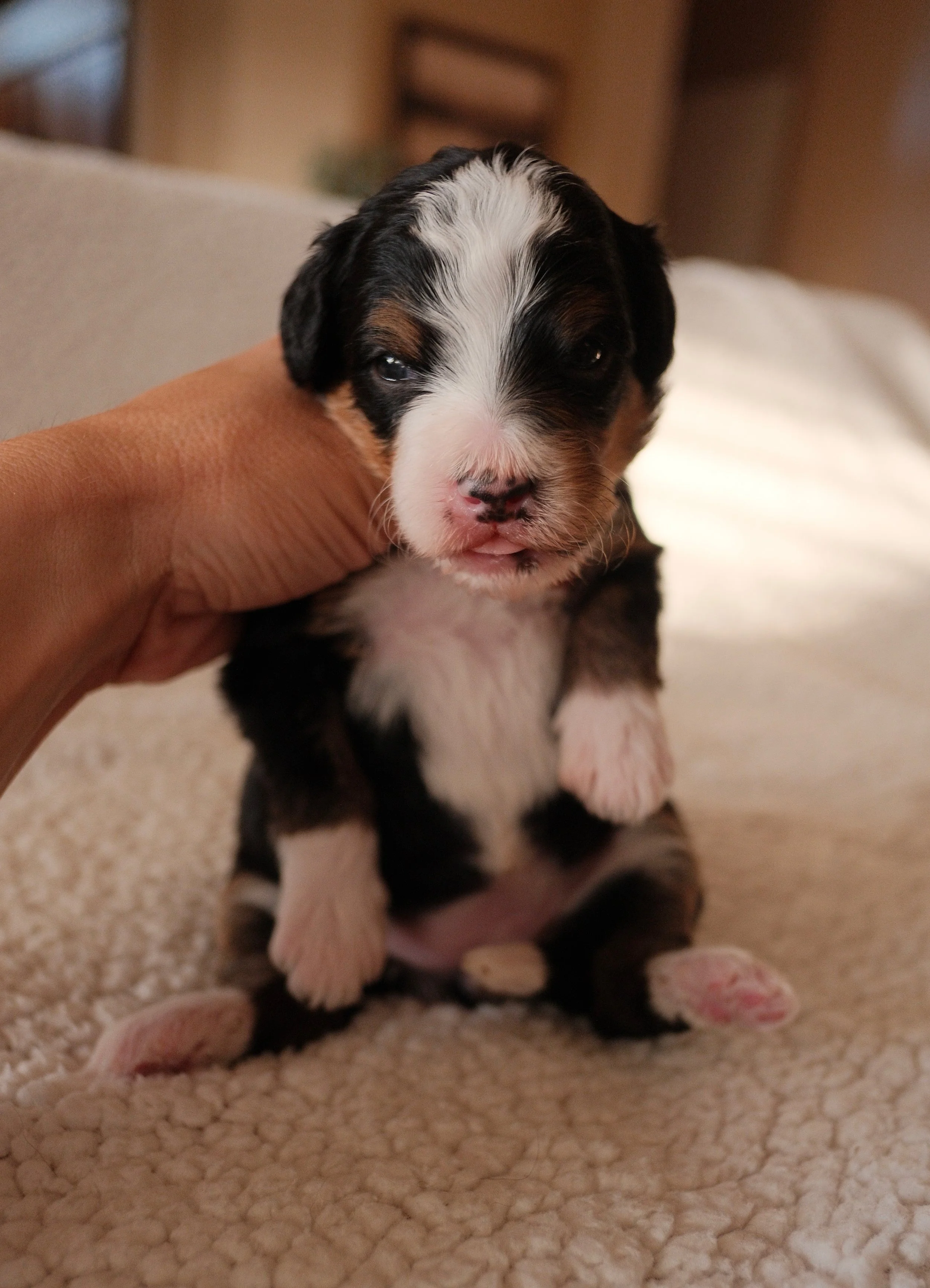 bernedoodle breeder phoenix
