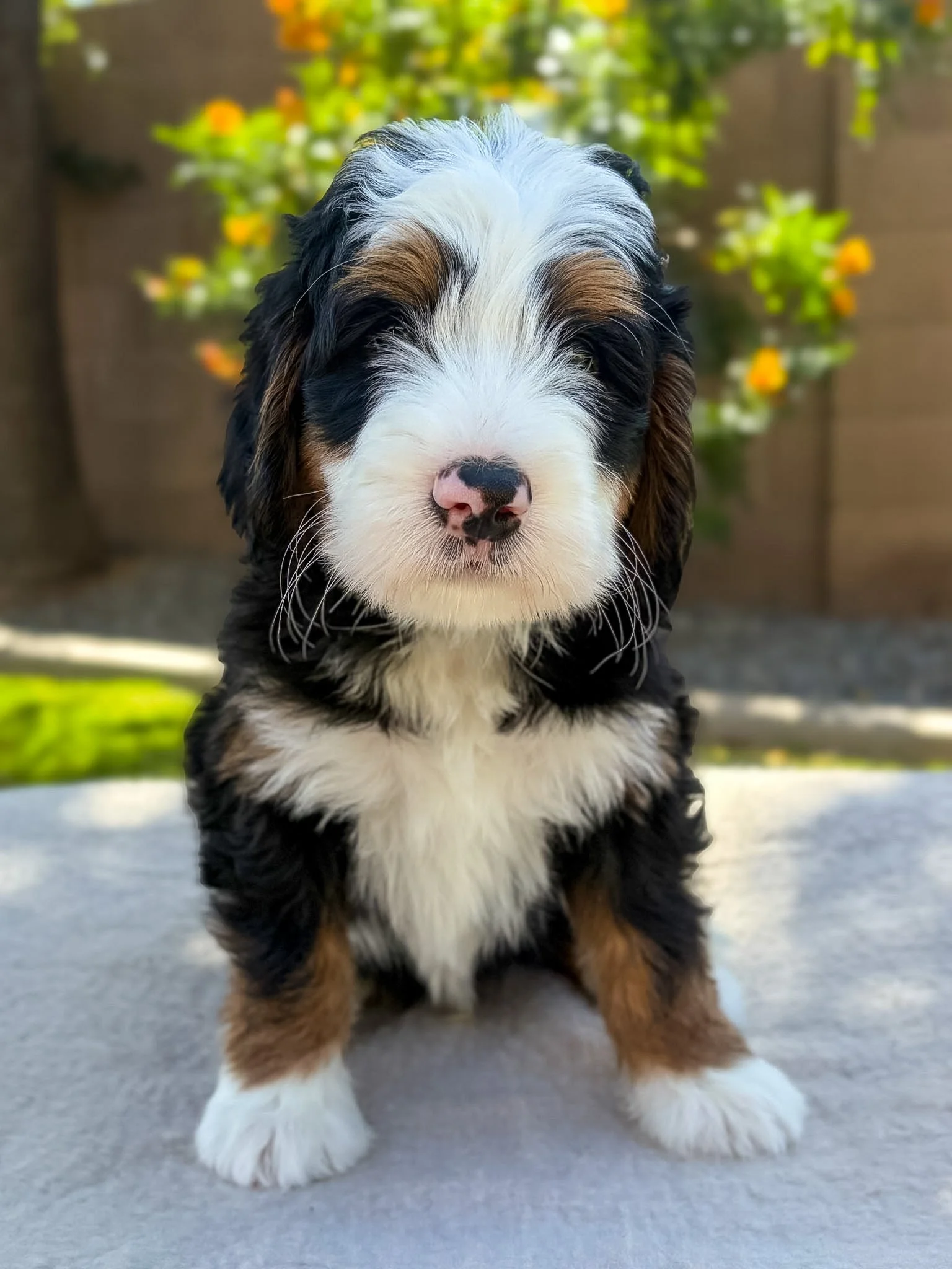 Bernedoodle puppies for sale arizona