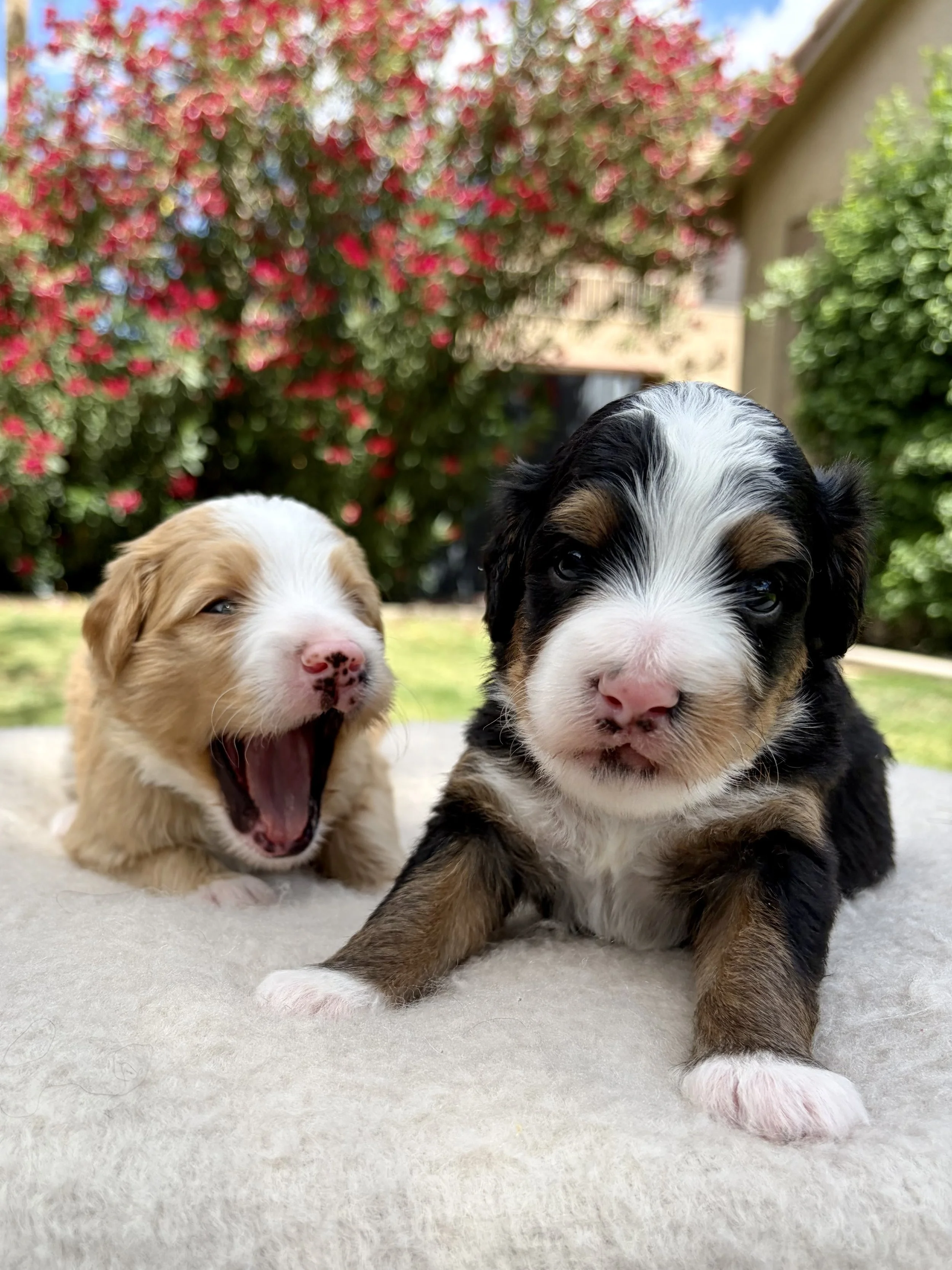 arizona bernedoodle puppy for sale