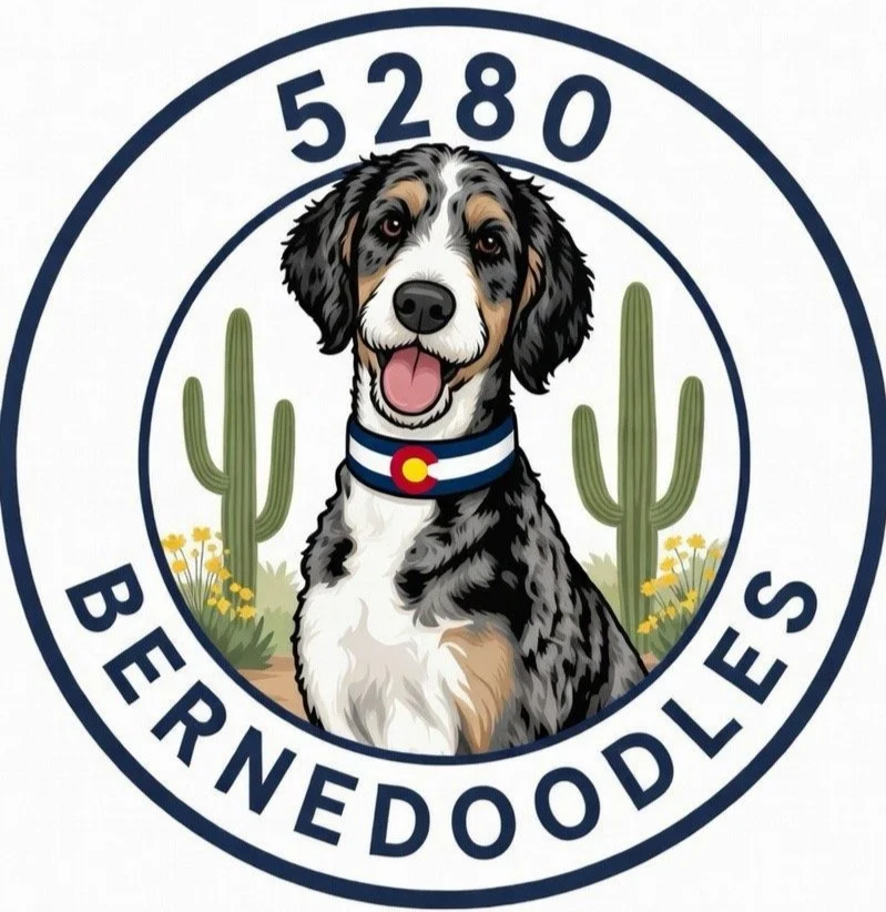 5280 Bernedoodles