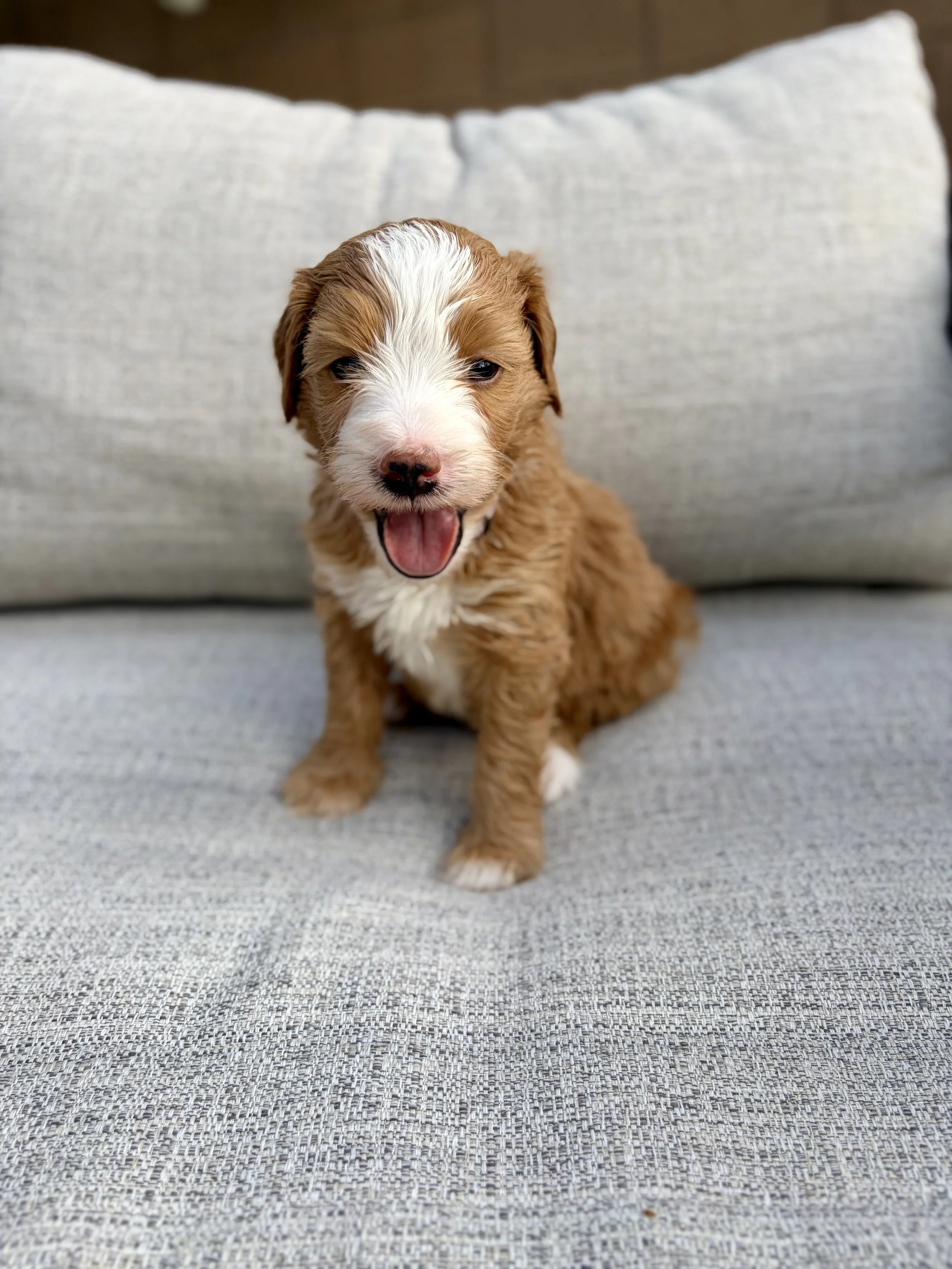 doodle puppies in arizona