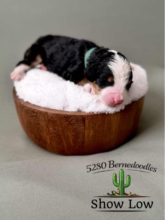Bernedoodle puppies for sale arizona