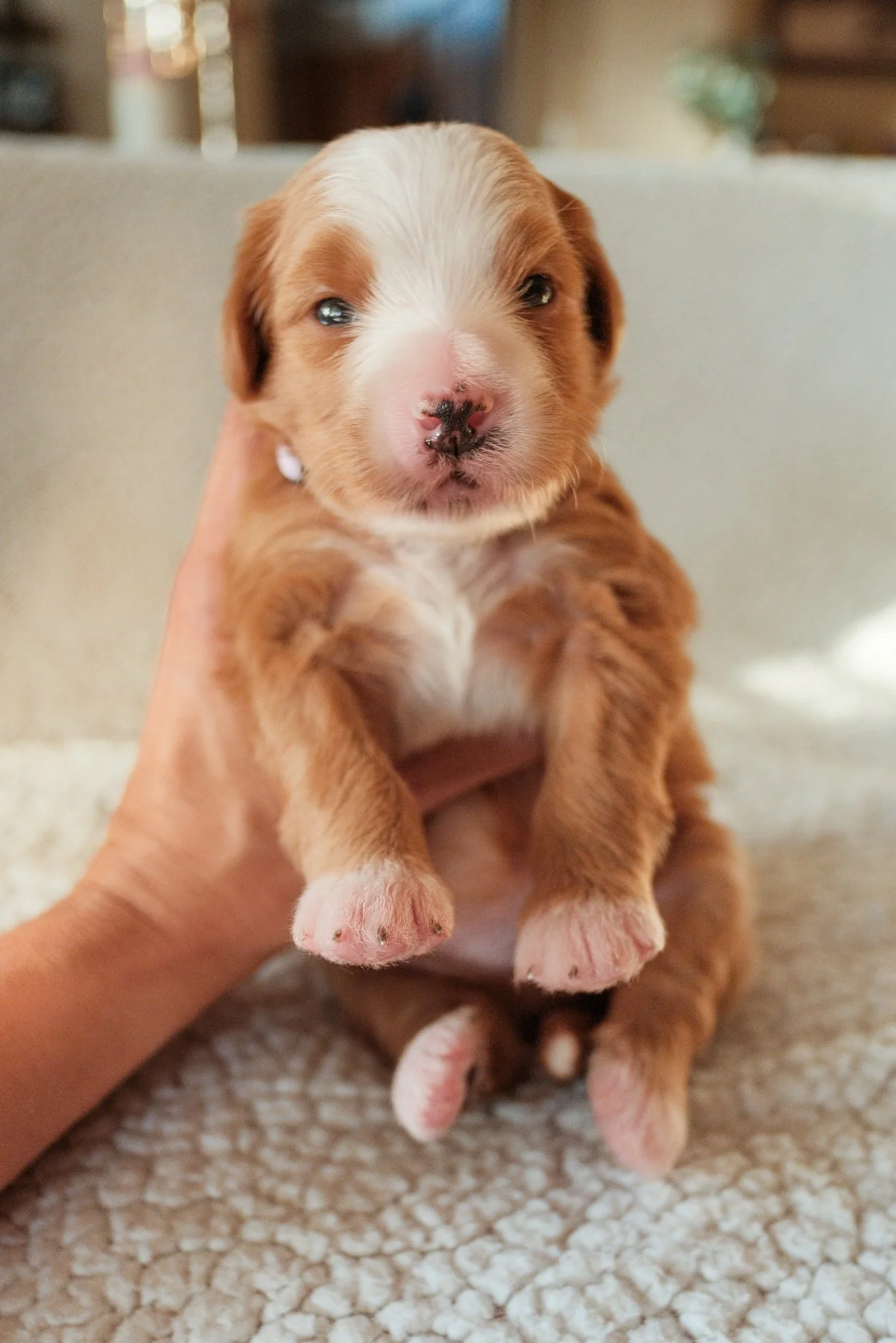 bernedoodle puppies for sale in arizona