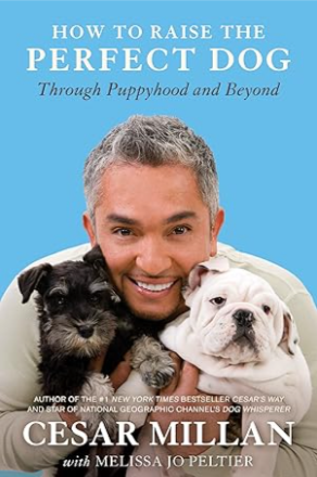 Bernedoodle puppies for sale in Arizona