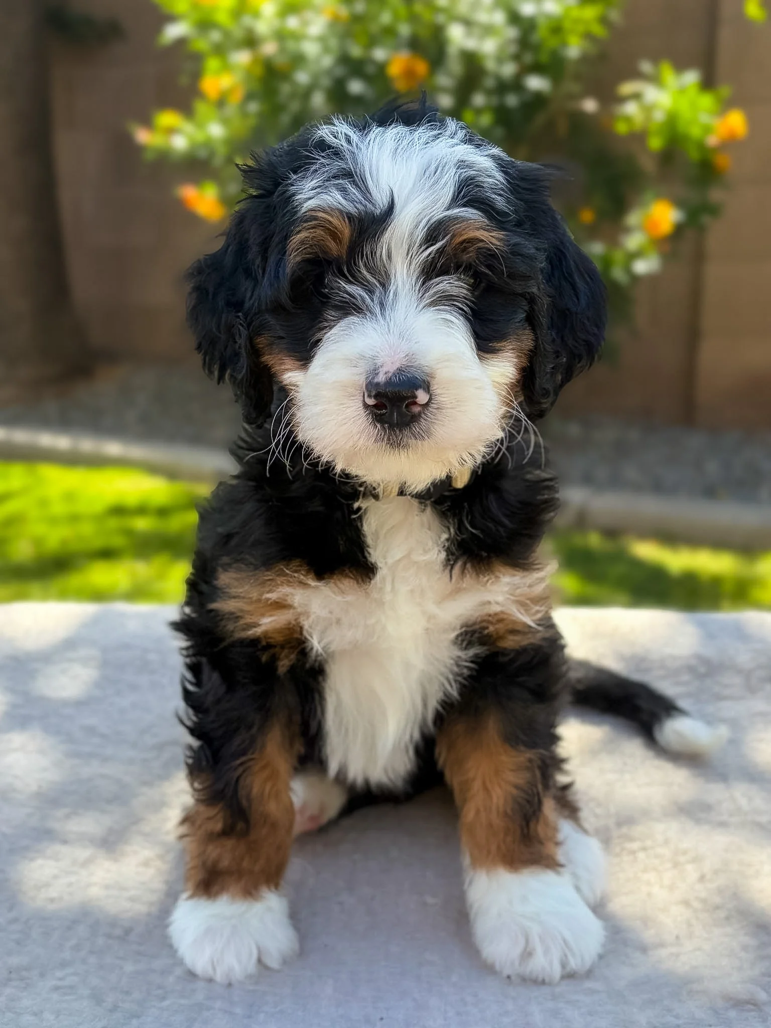 bernedoodle puppies Arizona breeder