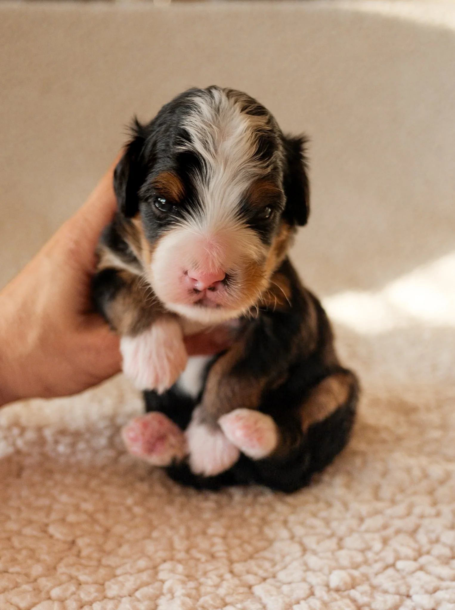 arizona bernedoodle breeder