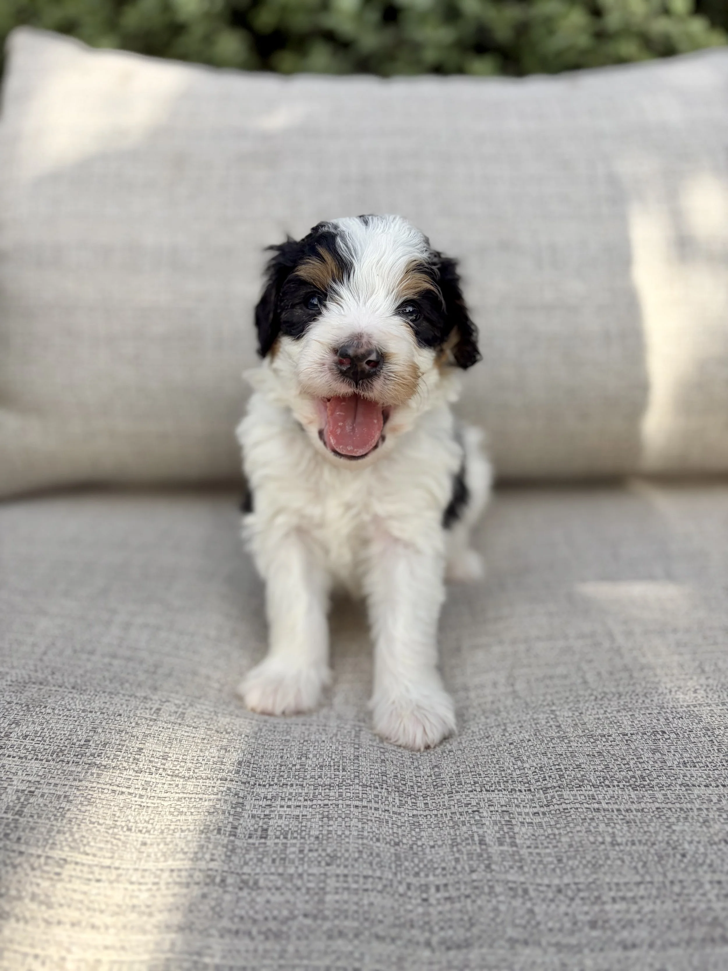 doodle puppies in arizona
