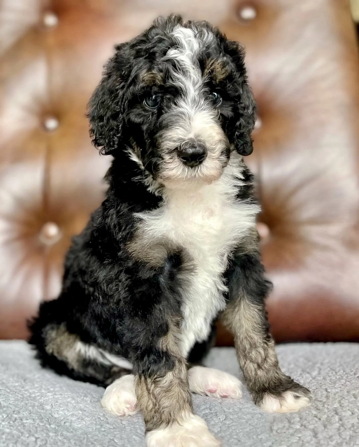 Bernedoodle puppies for sale in Arizona