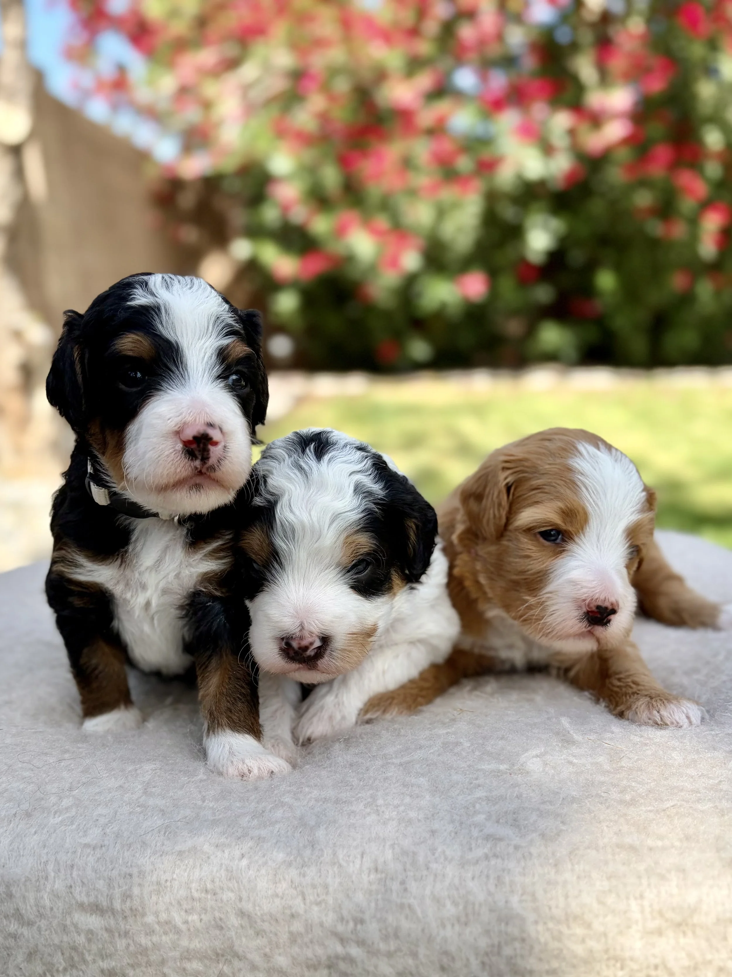 arizona bernedoodle puppy for sale