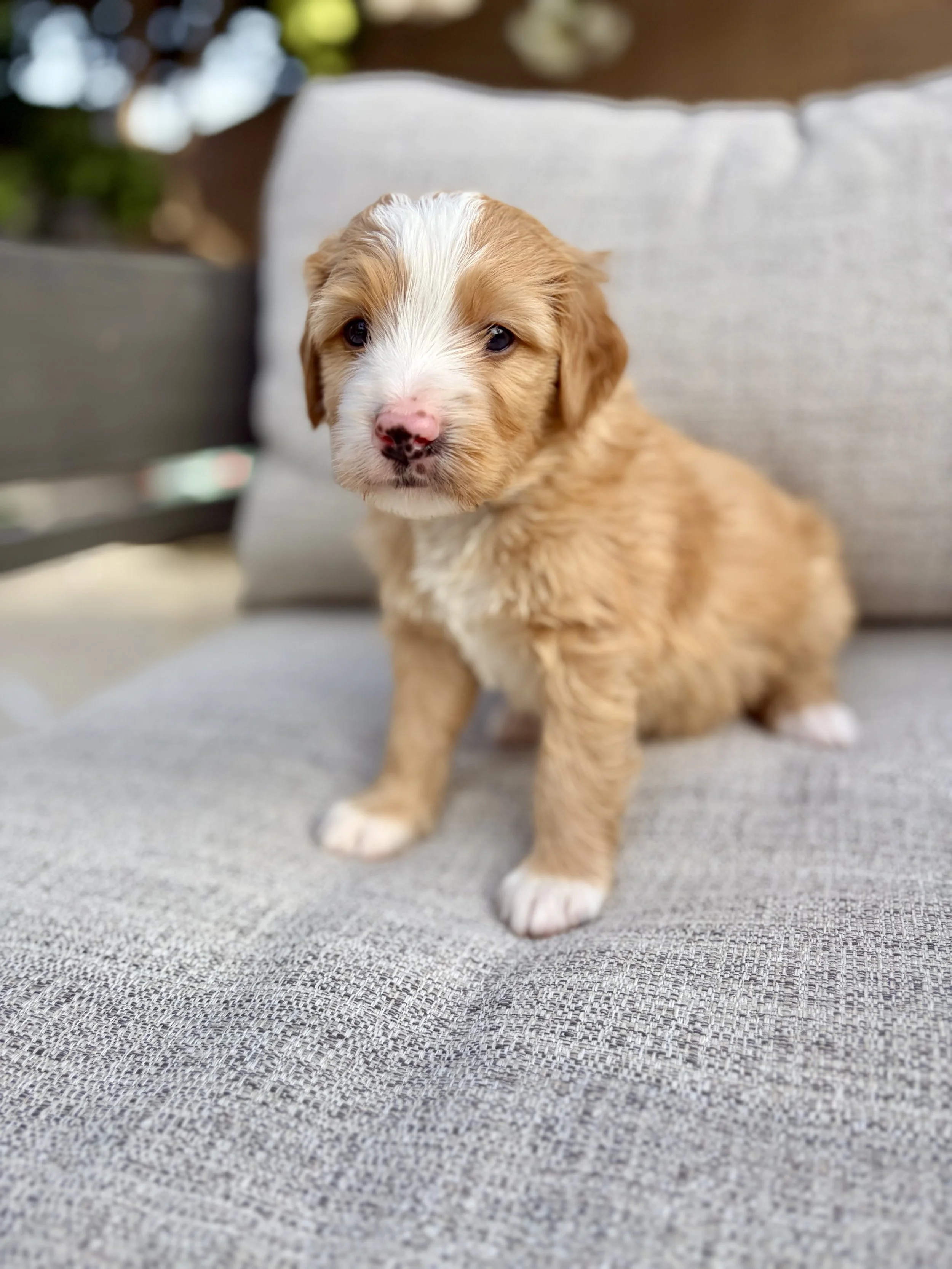 doodle puppies in arizona
