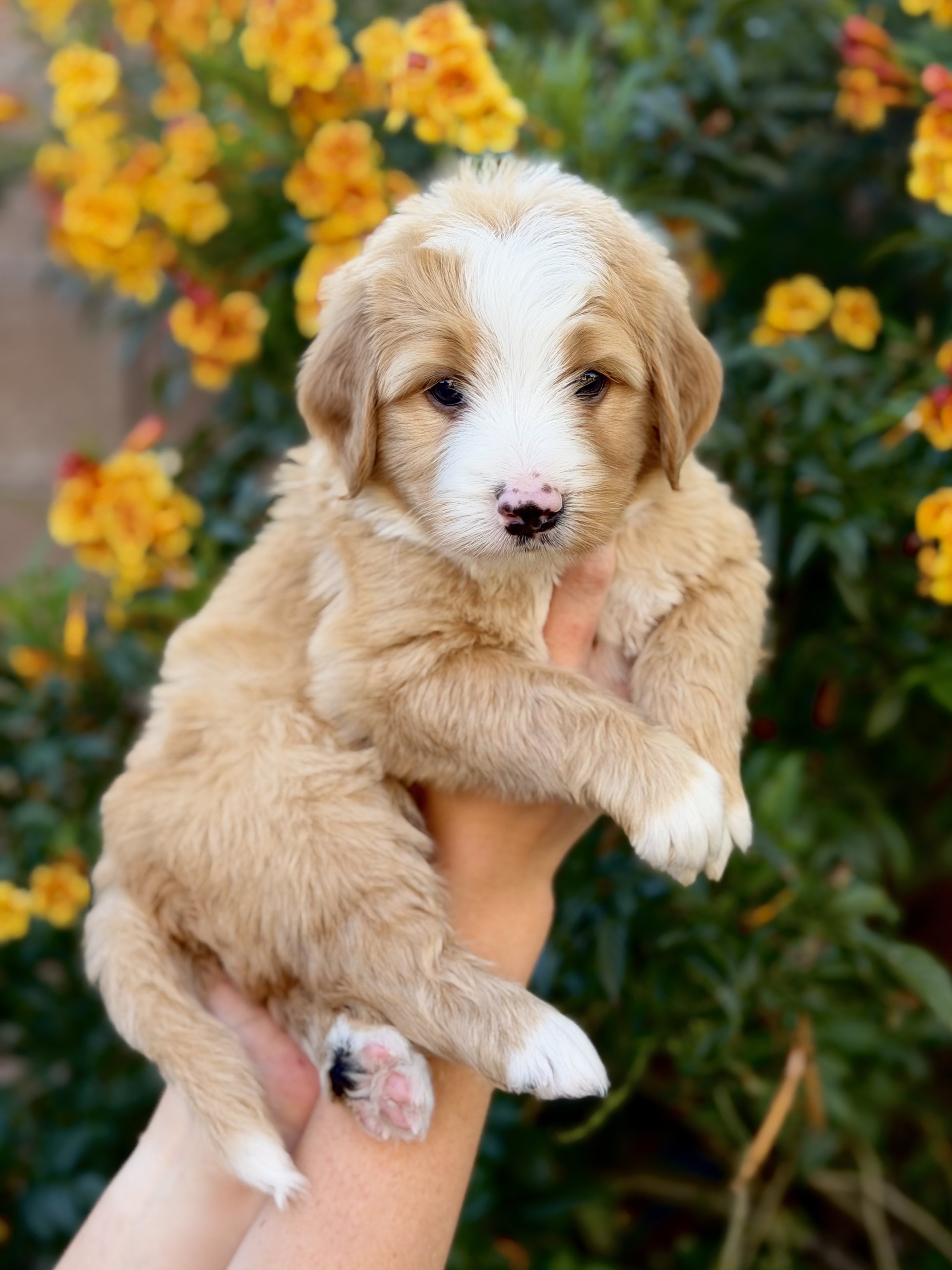 bernedoodle puppies in az 41.jpeg