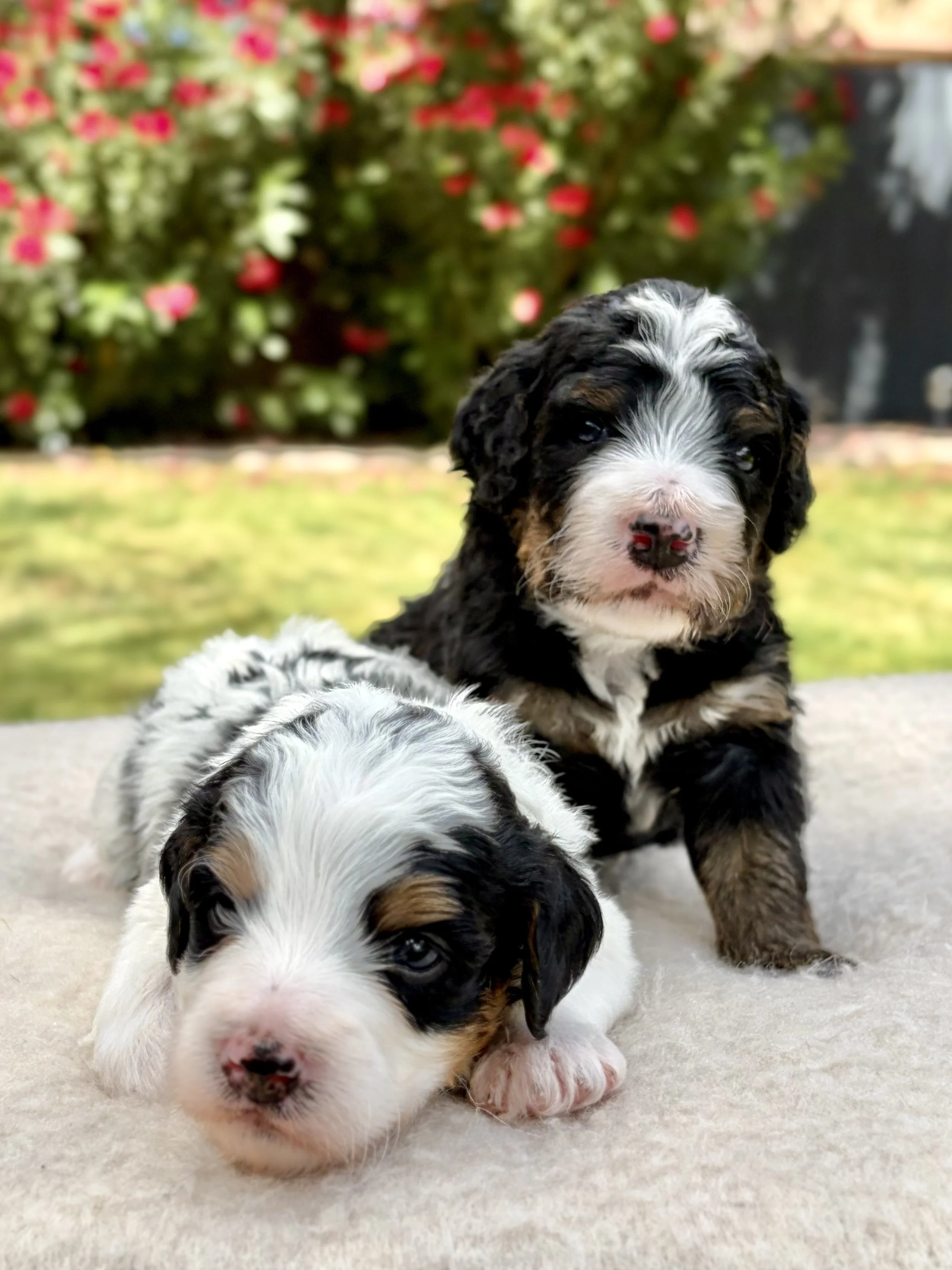 arizona bernedoodles