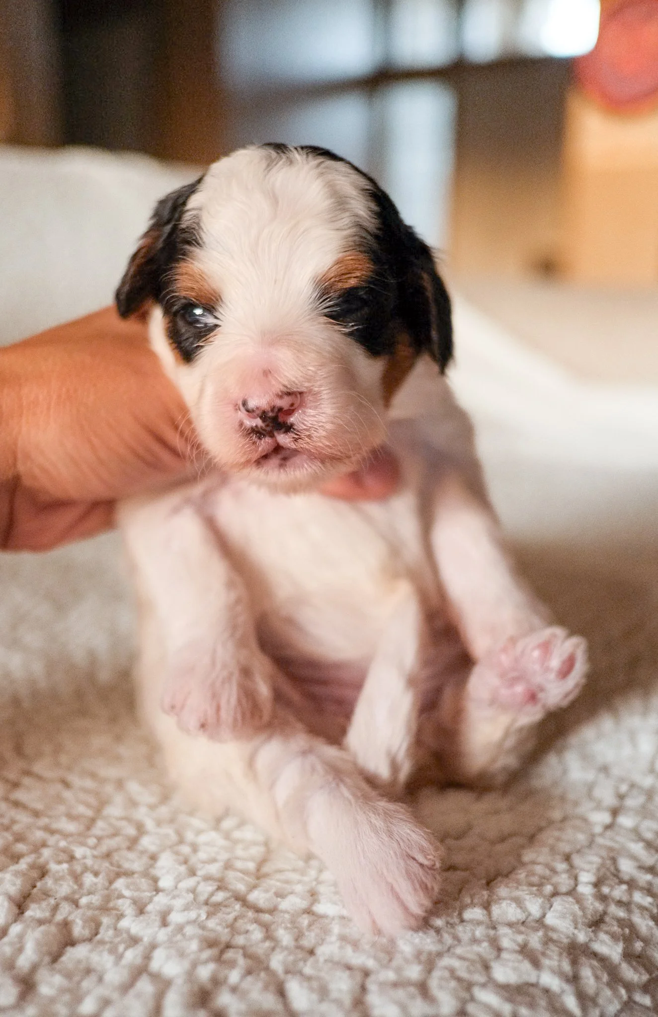 arizona bernedoodle puppies