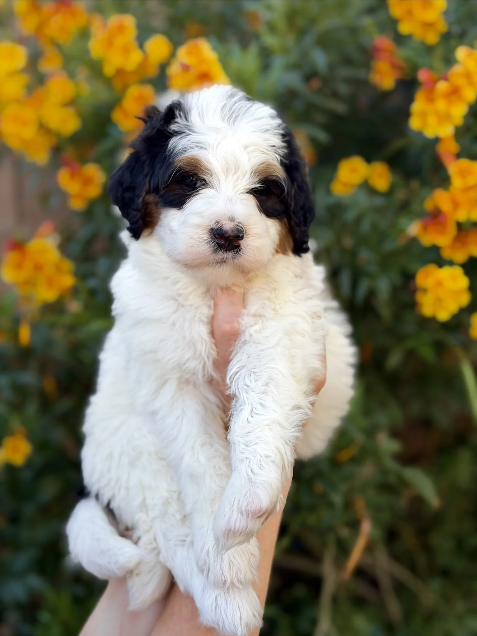 bernedoodle puppies in az 39.jpeg