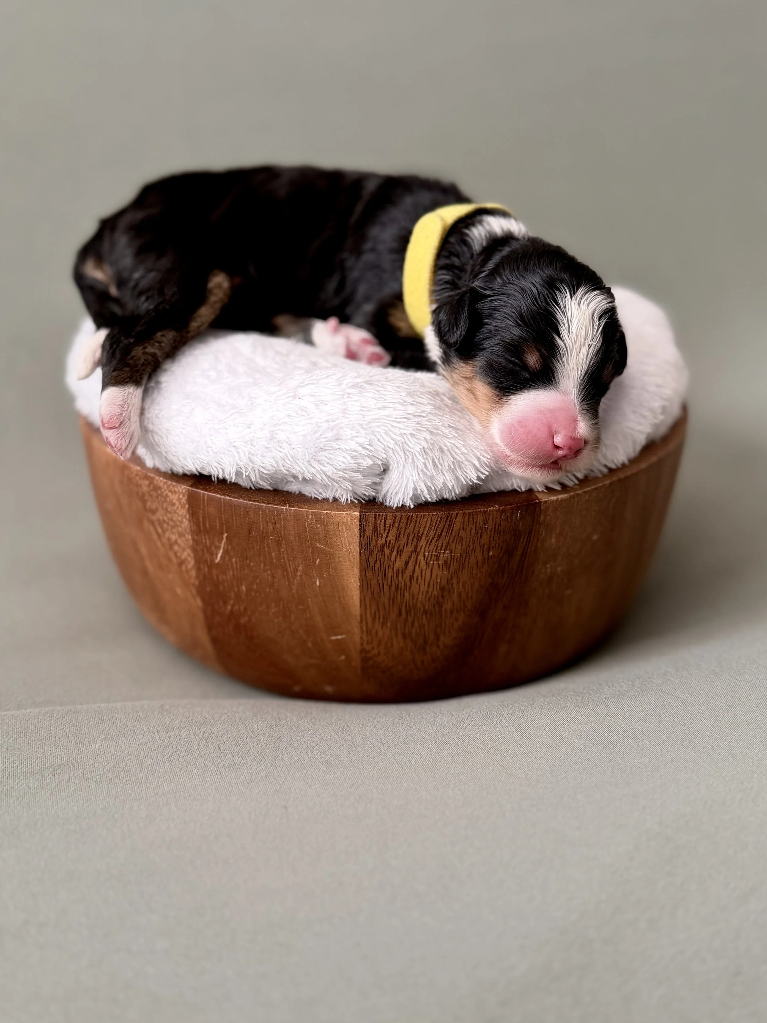 Bernedoodle puppies for sale arizona