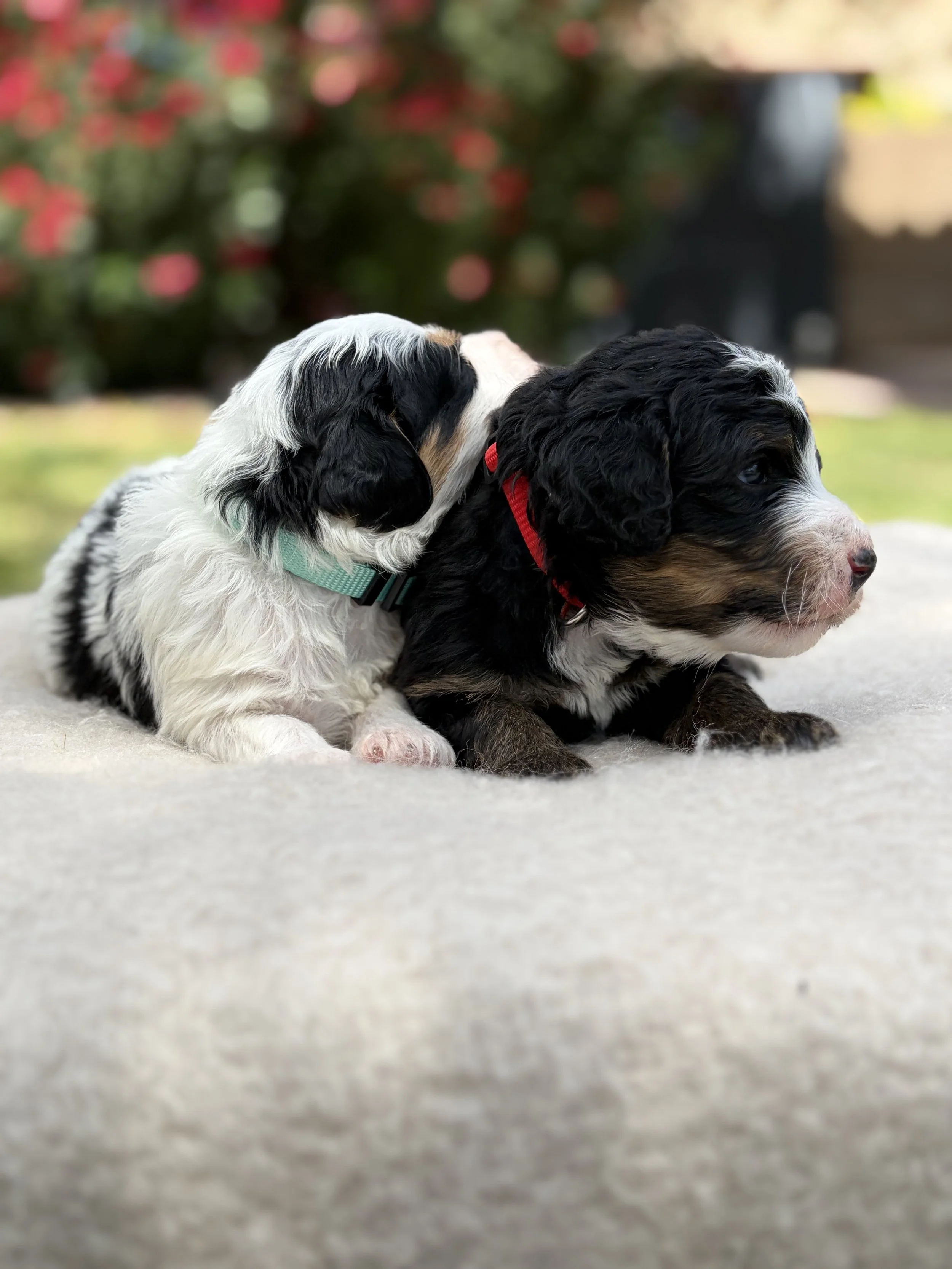 arizona bernedoodles