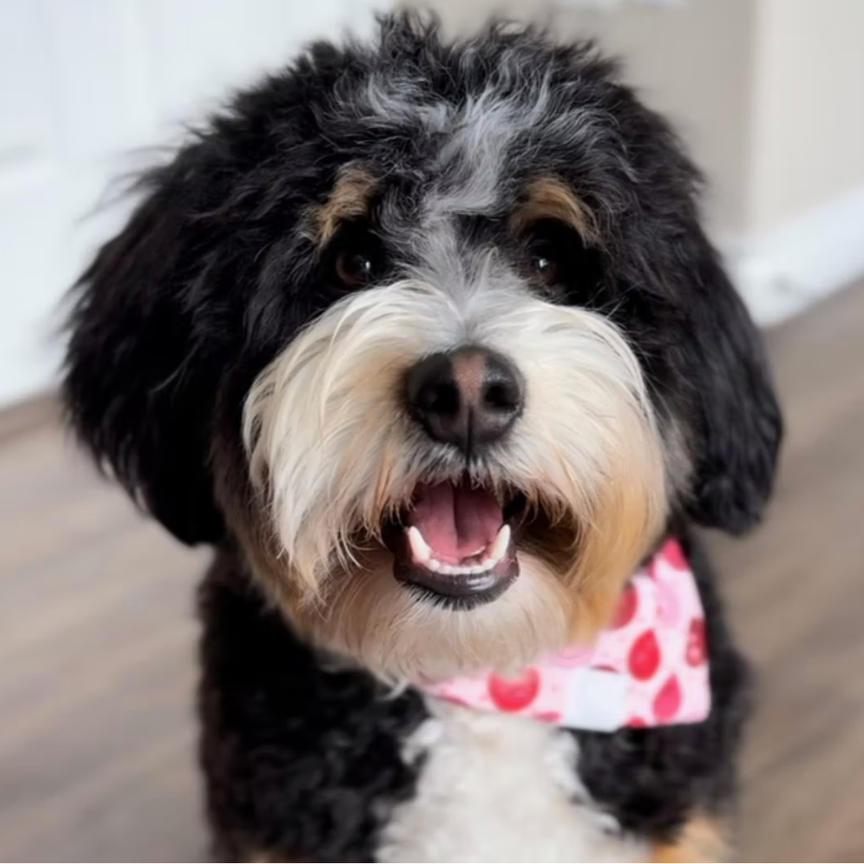 Bernedoodle puppies for sale Arizona