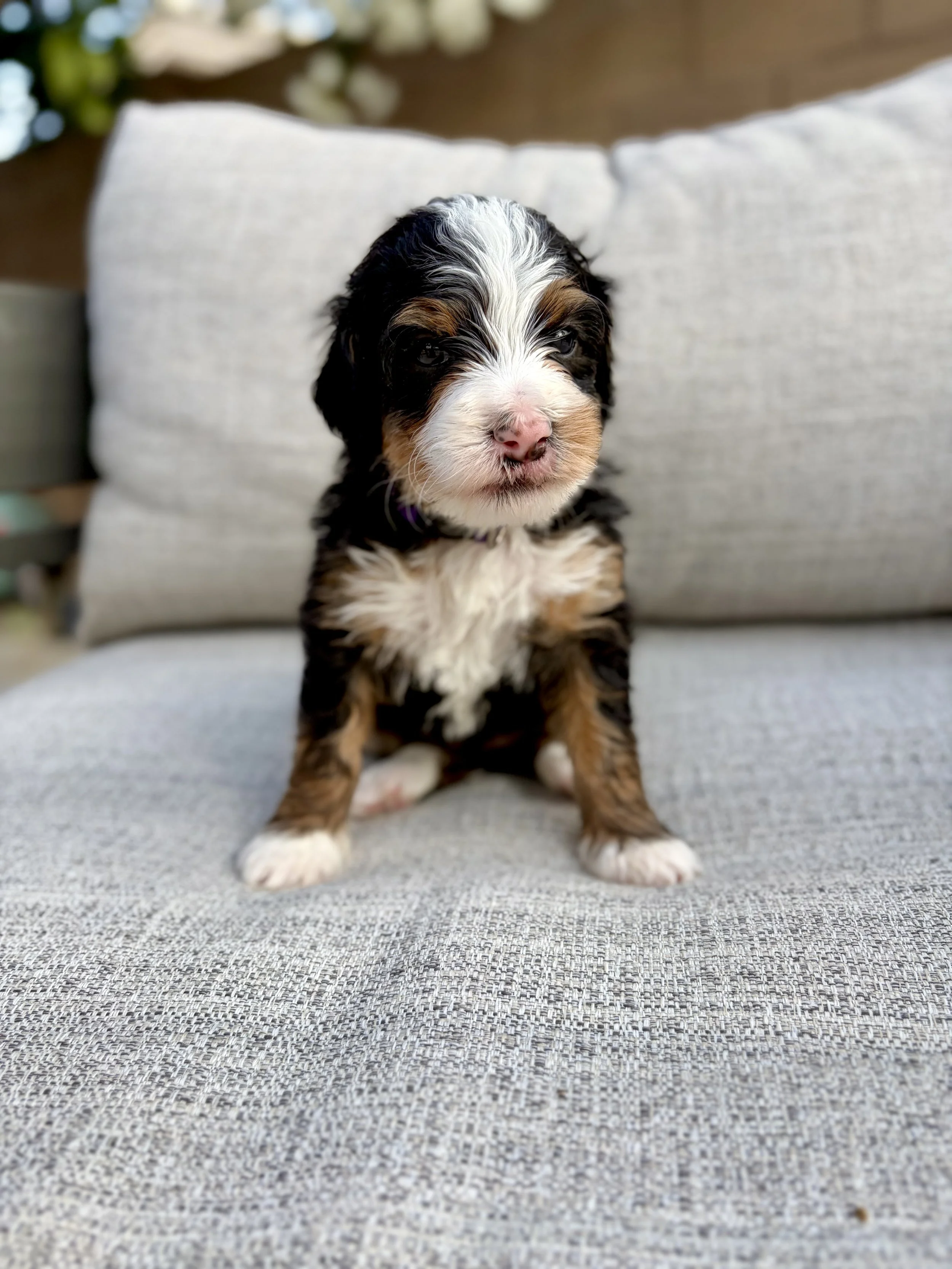 doodle puppies in arizona
