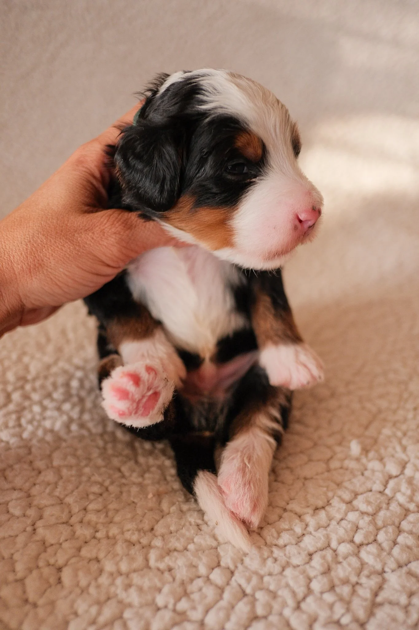 bernedoodle puppy for sale