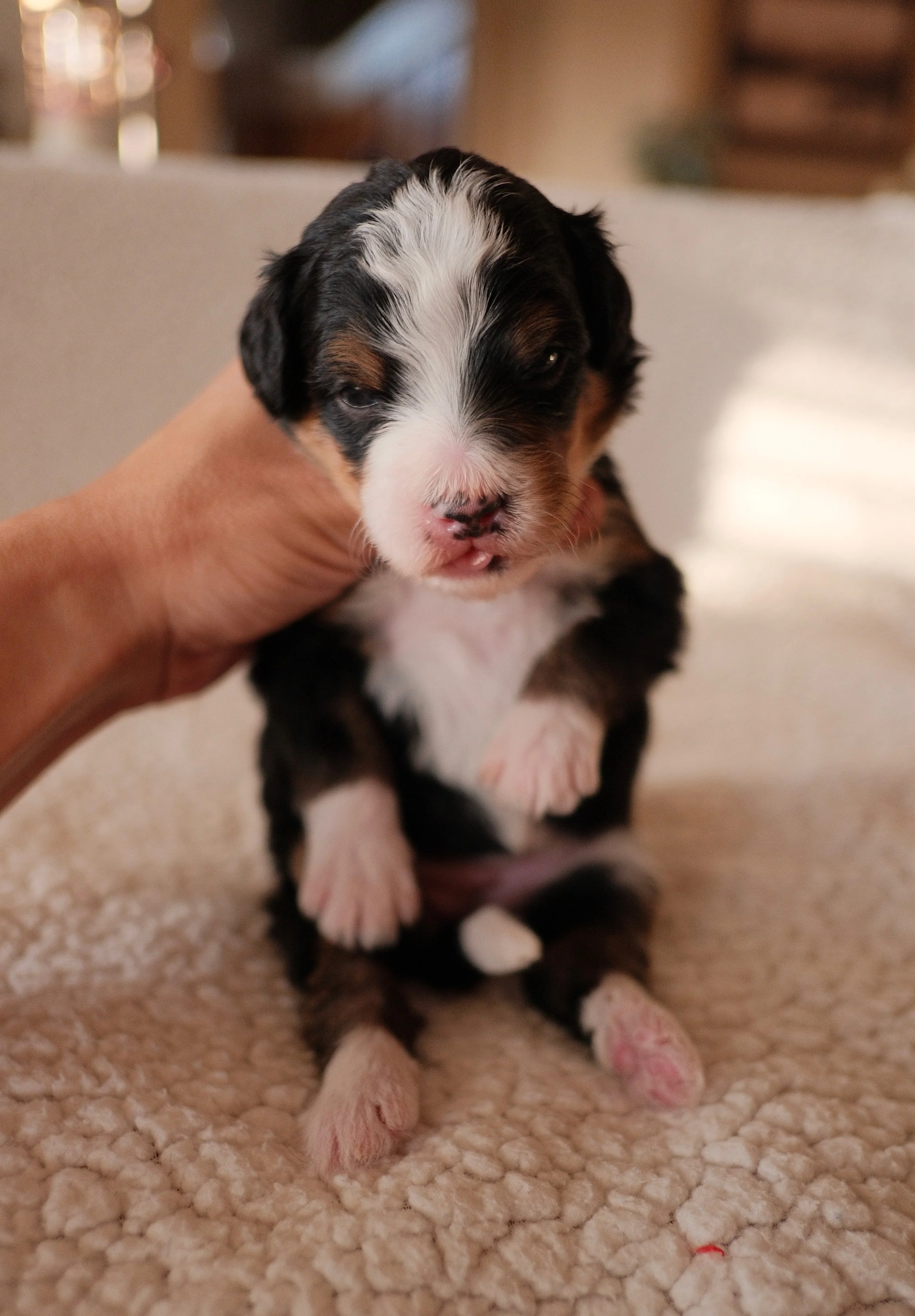 bernedoodle breeder phoenix