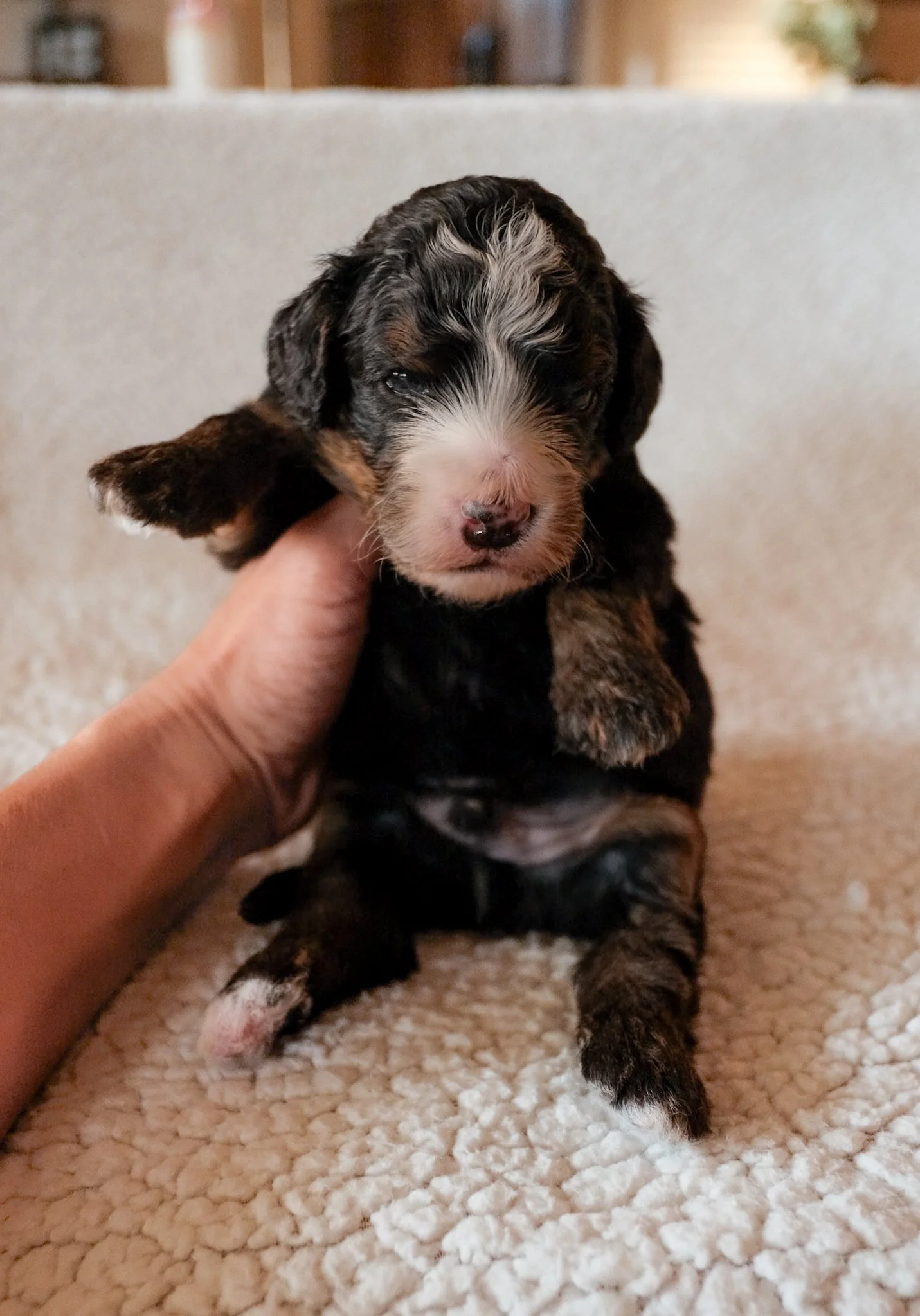 available bernedoodle puppies arizona