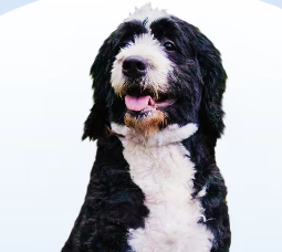 Bernedoodle puppies for sale in Arizona