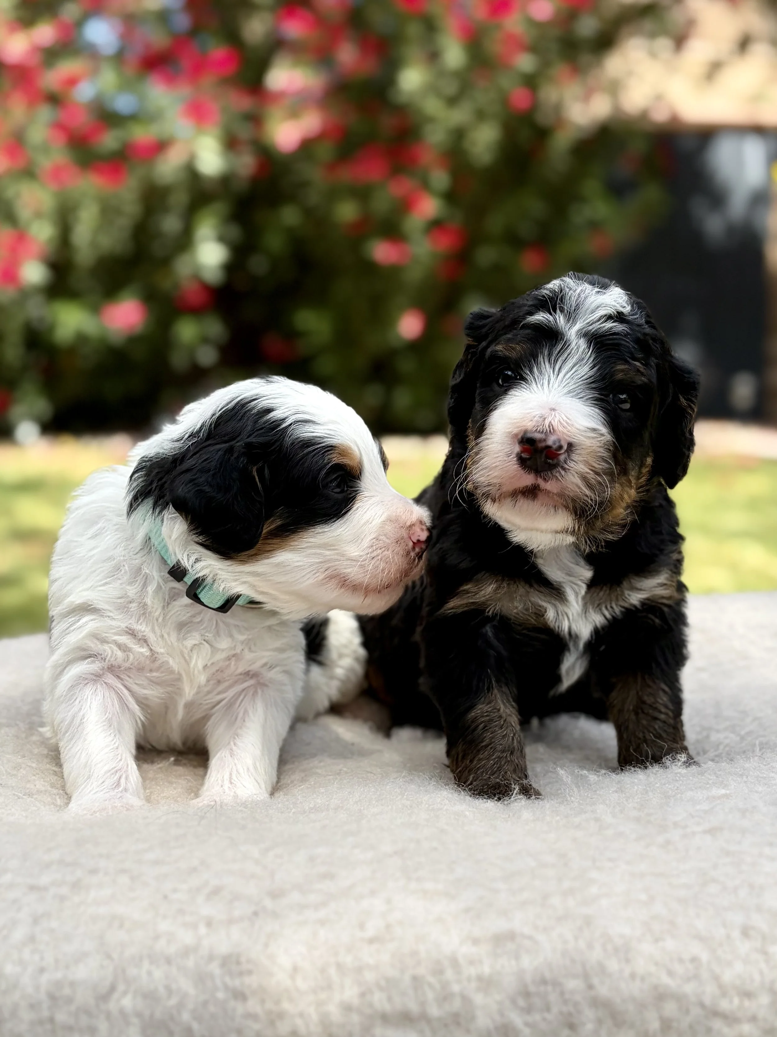 arizona bernedoodles
