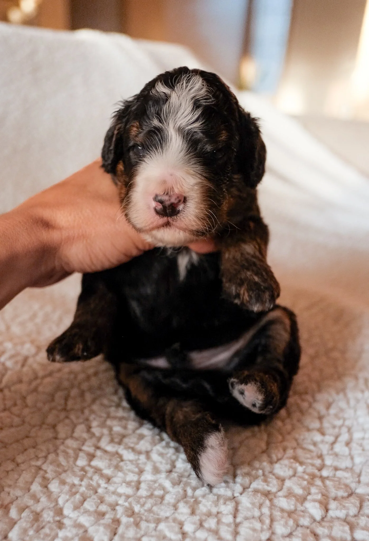 available bernedoodle puppies arizona