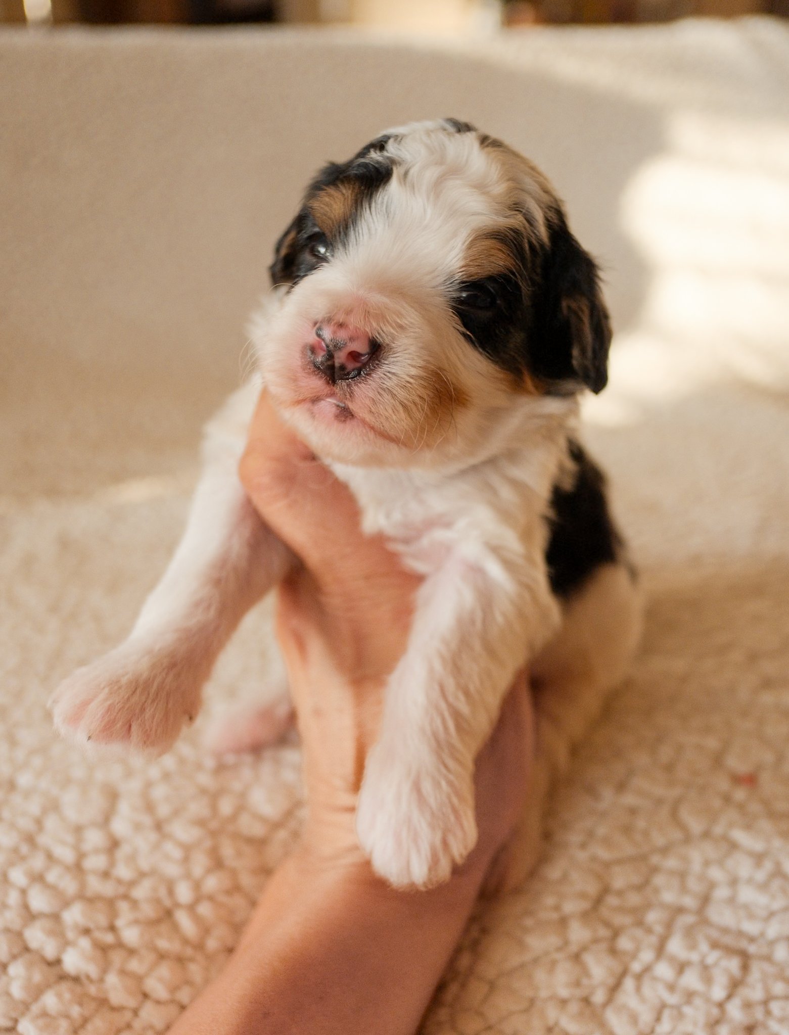 bernedoodle puppy for sale
