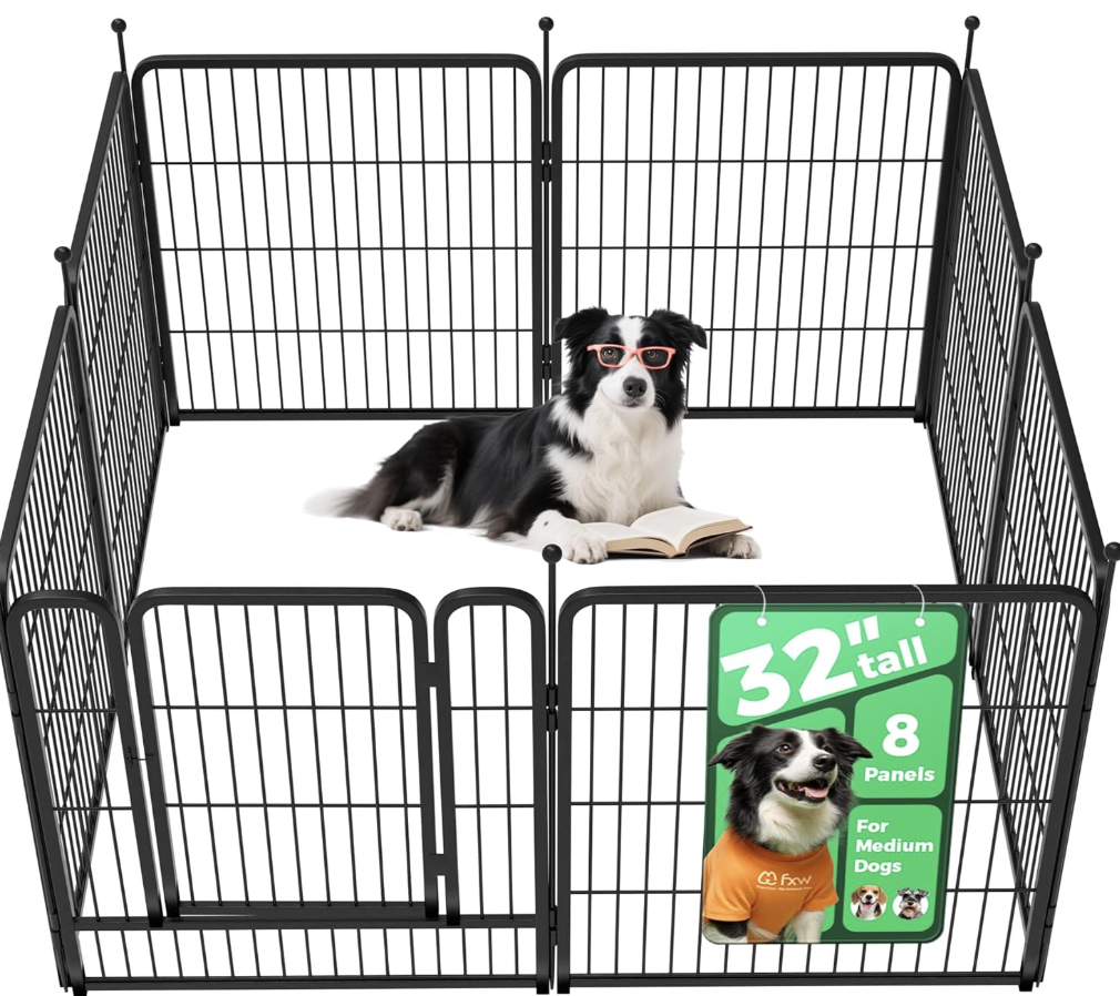 Available Bernedoodle Puppies in phoenix az