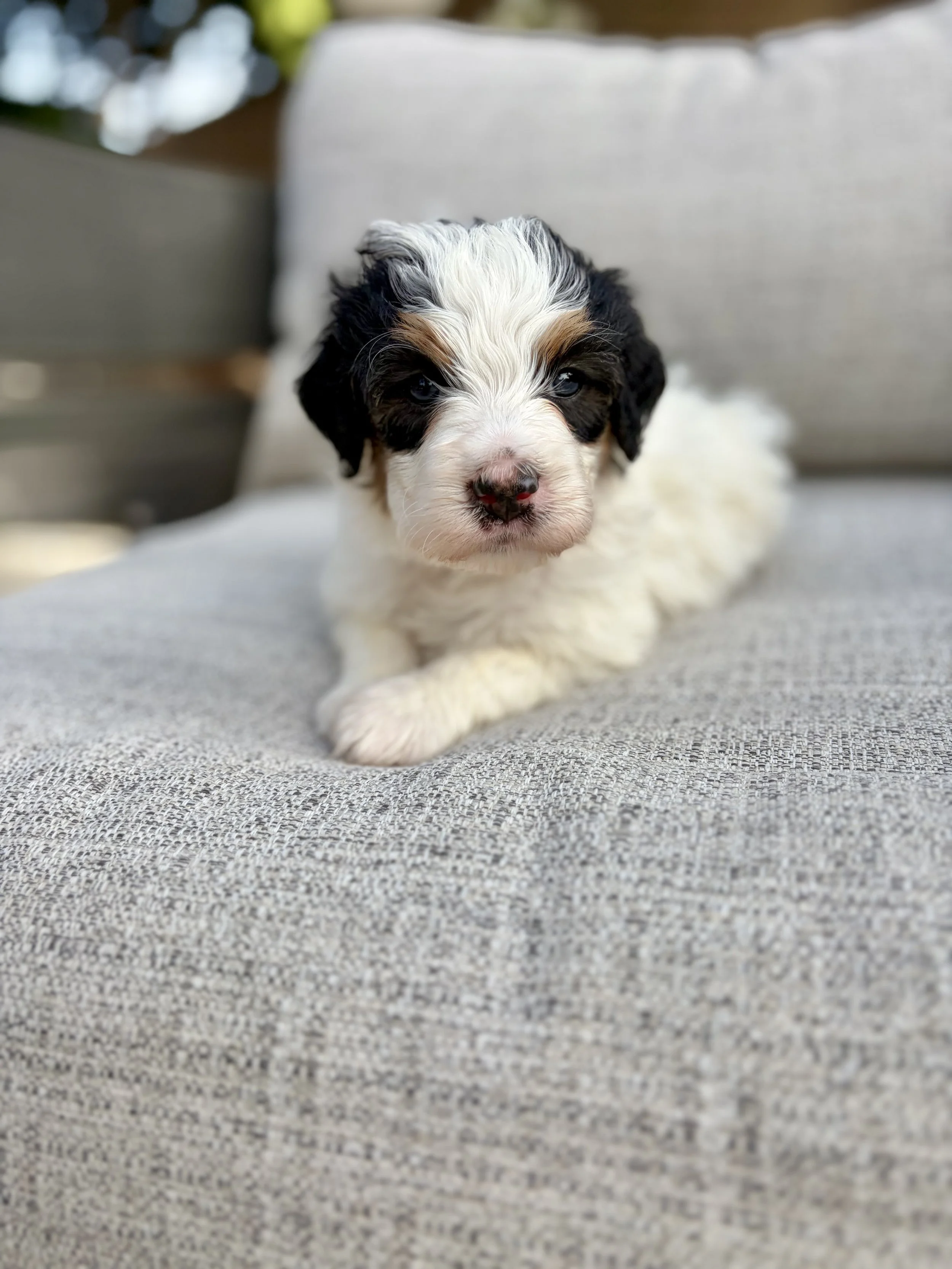 doodle puppies in arizona